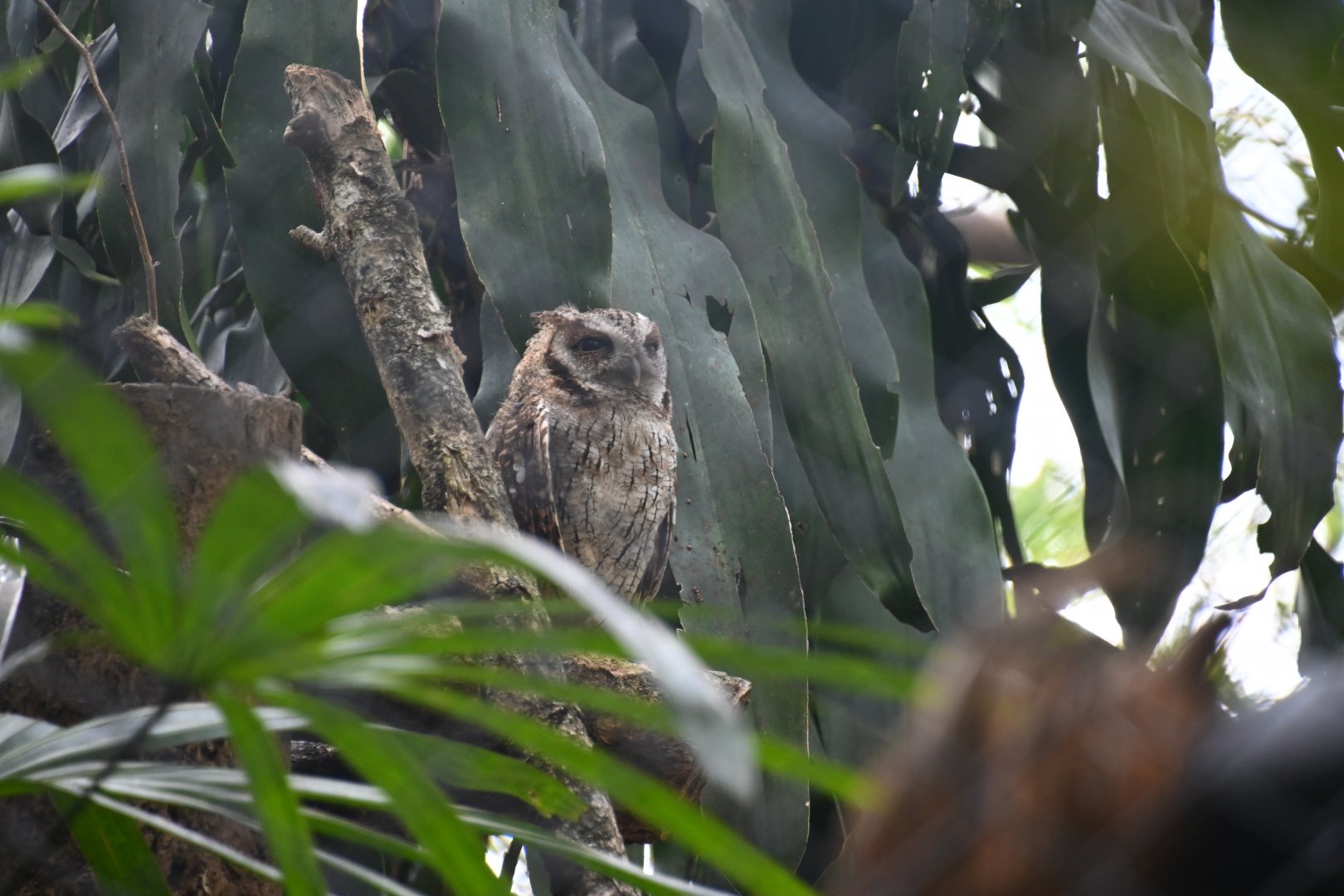 Tropical screech owl (Megascops choliba)