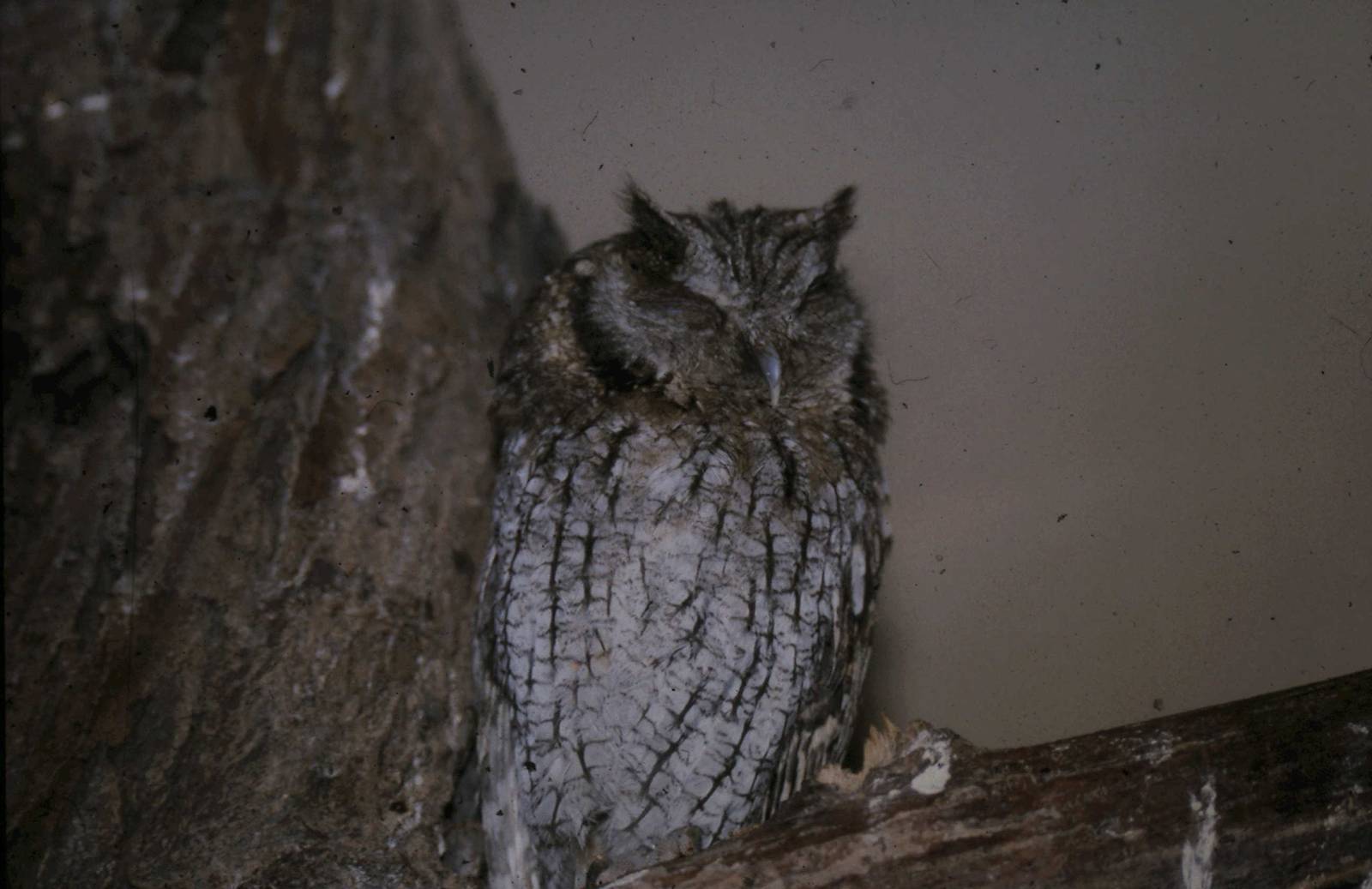 Tropical screech owl