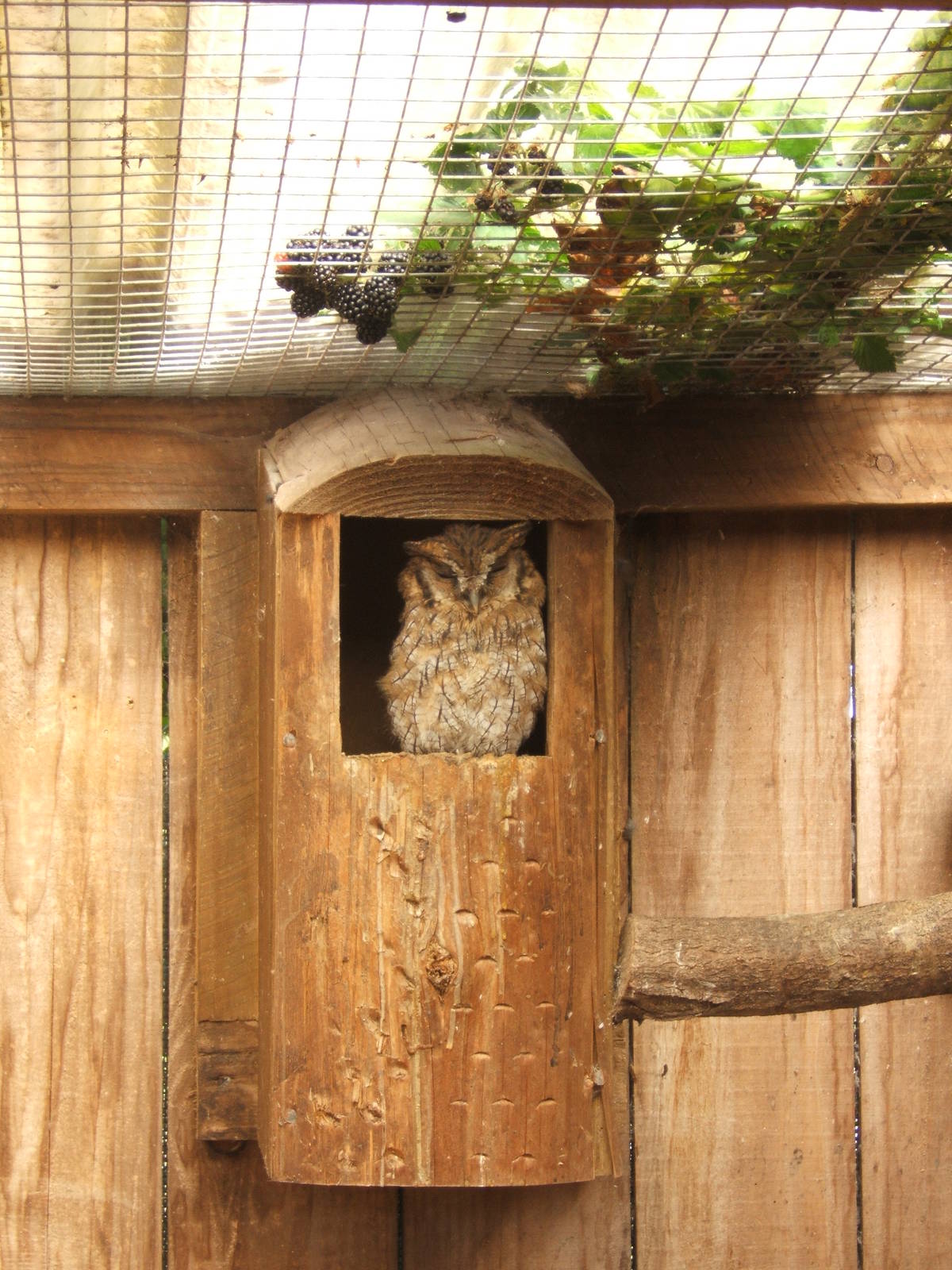 Tropical Screech Owl