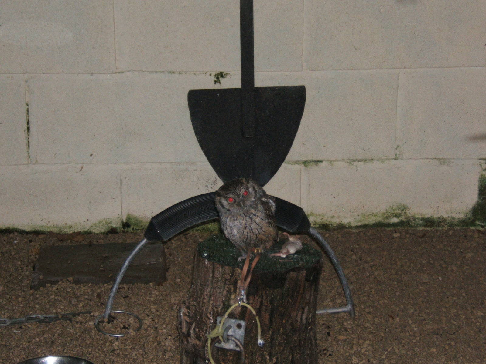 Tropical Screech Owl