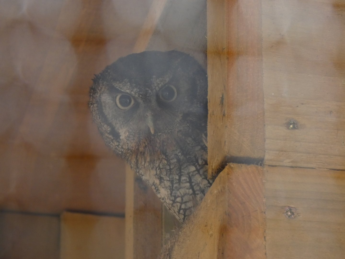Tropical Screech Owl