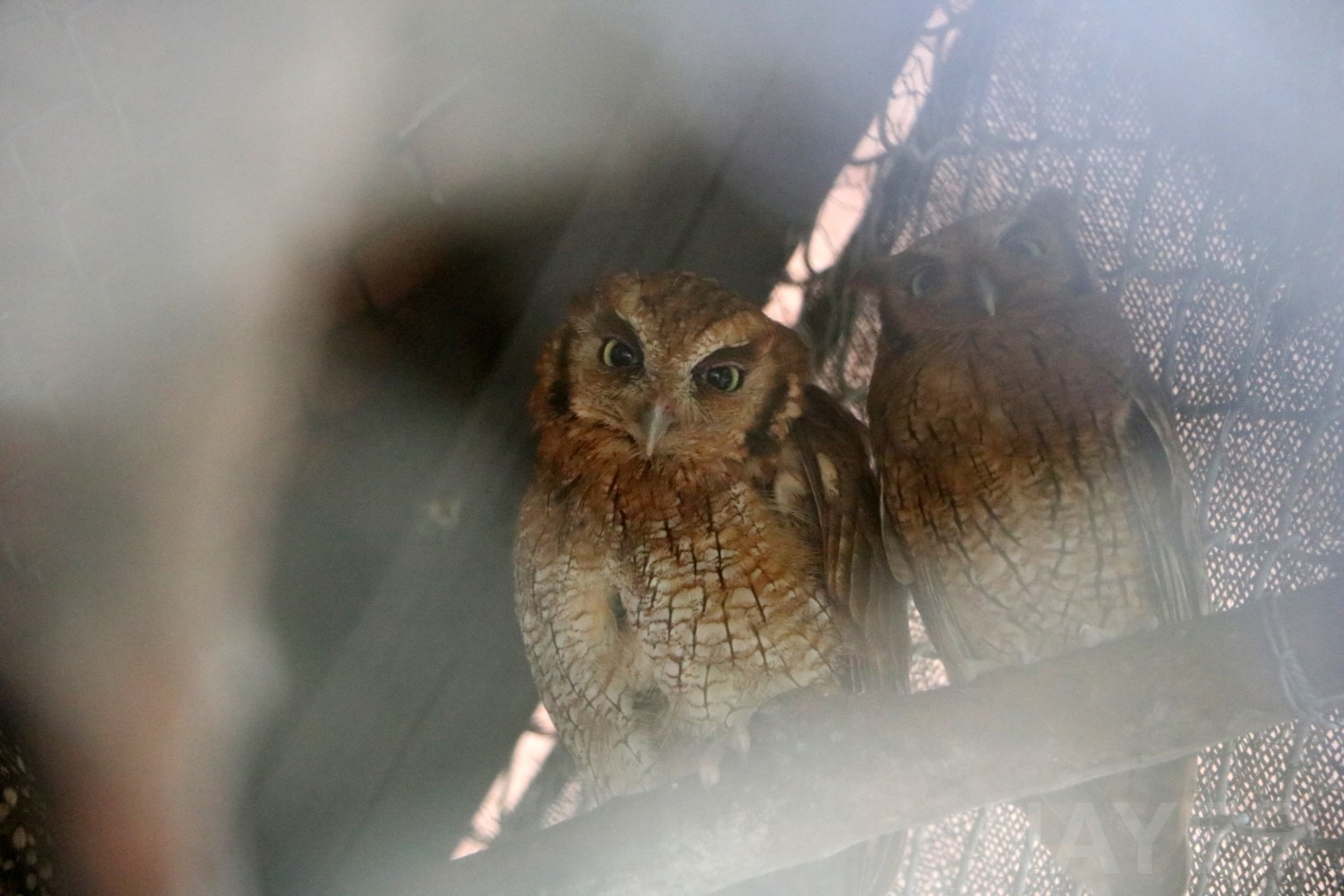 Tropical screech owls, May 2016
