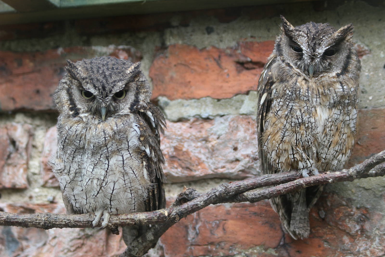 Tropical Screech Owls @ Scottish Owl Centre; 14.10.2016