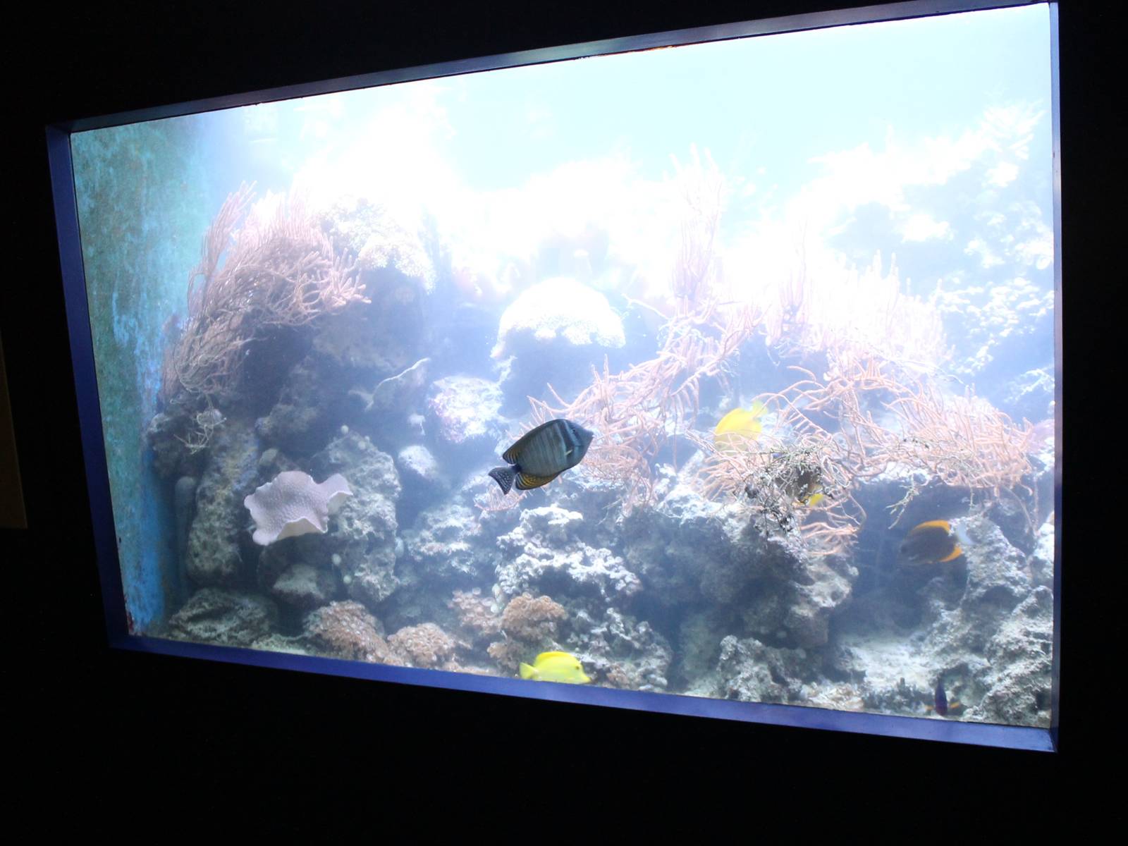 Tropical sea-aquarium