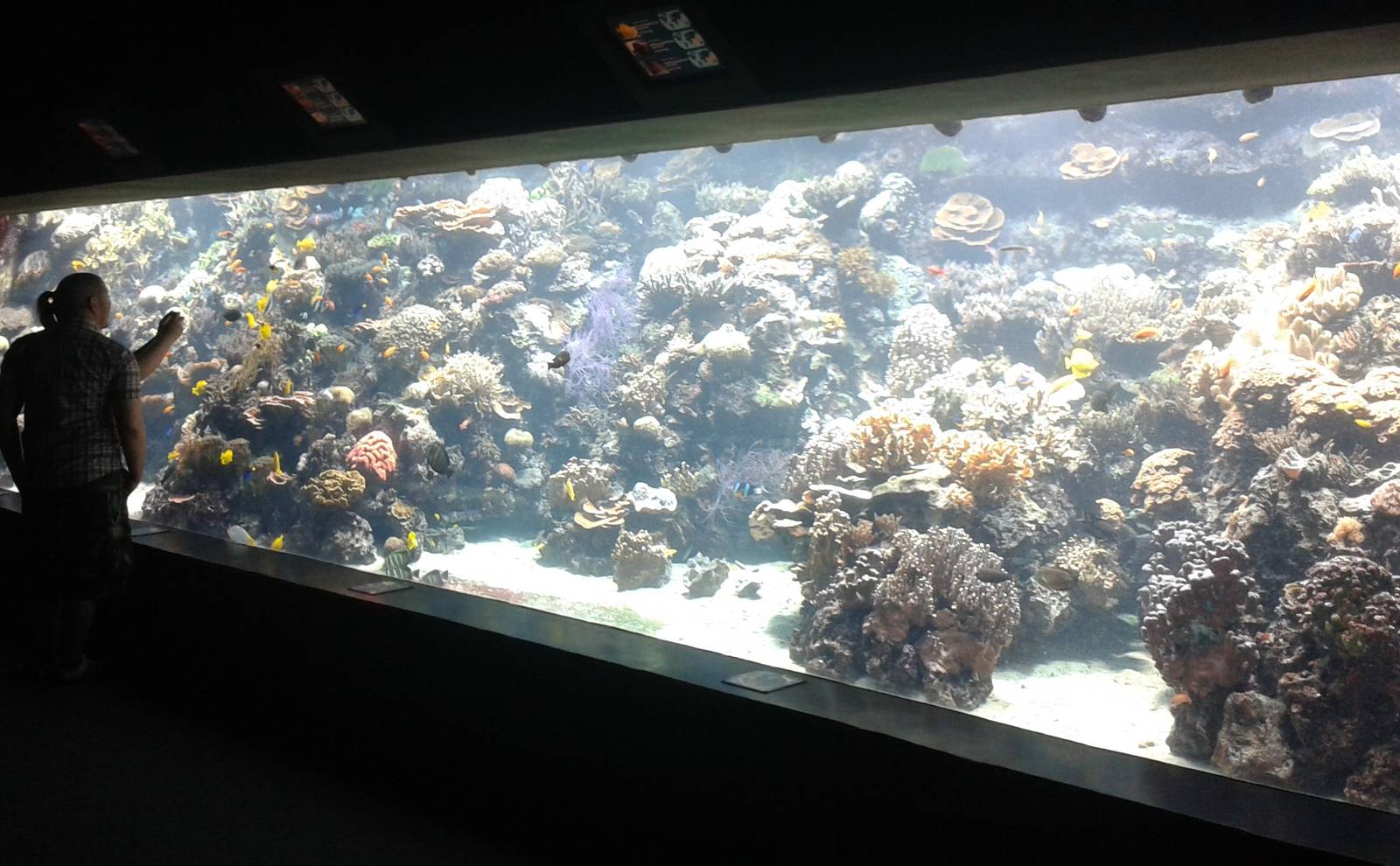 Tropical sea-water aquarium
