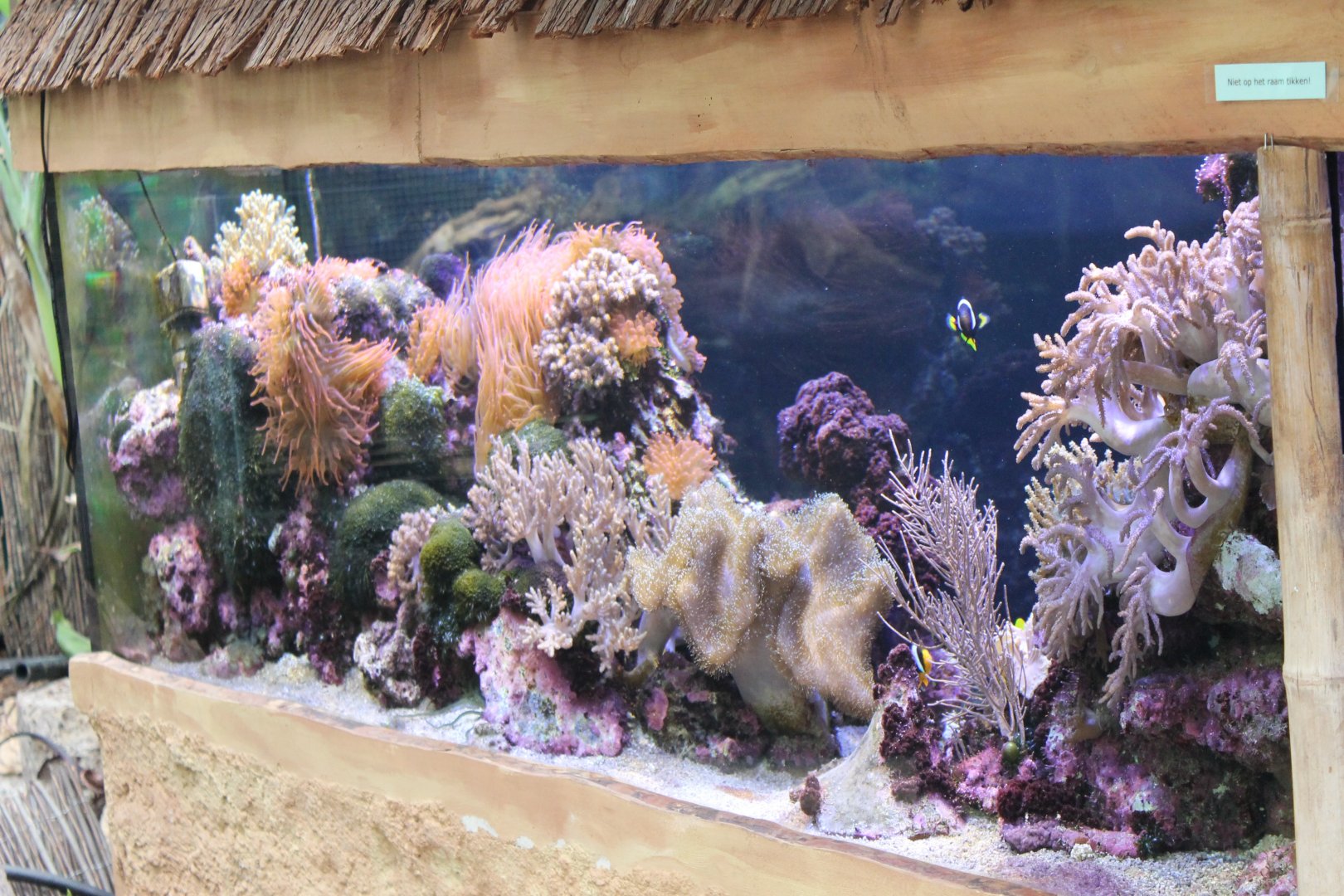 Tropical Sea-water aquarium