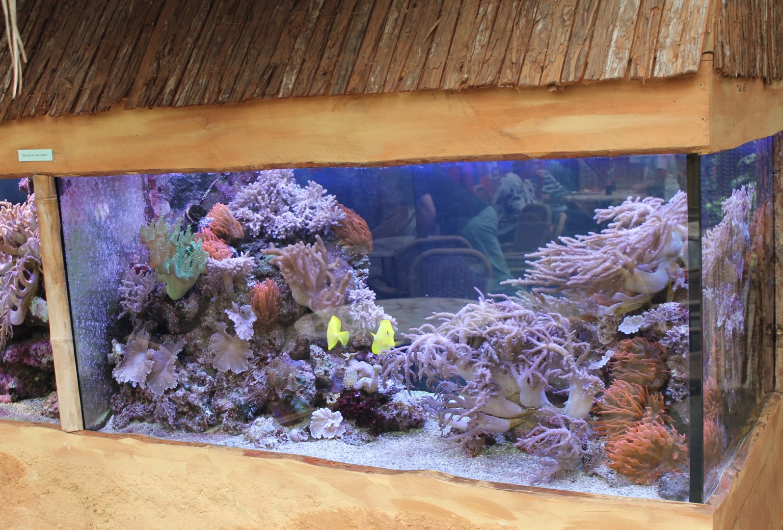 Tropical Sea-water aquarium