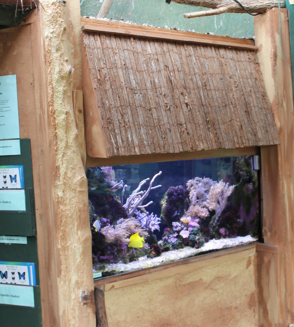 Tropical Sea-water aquarium