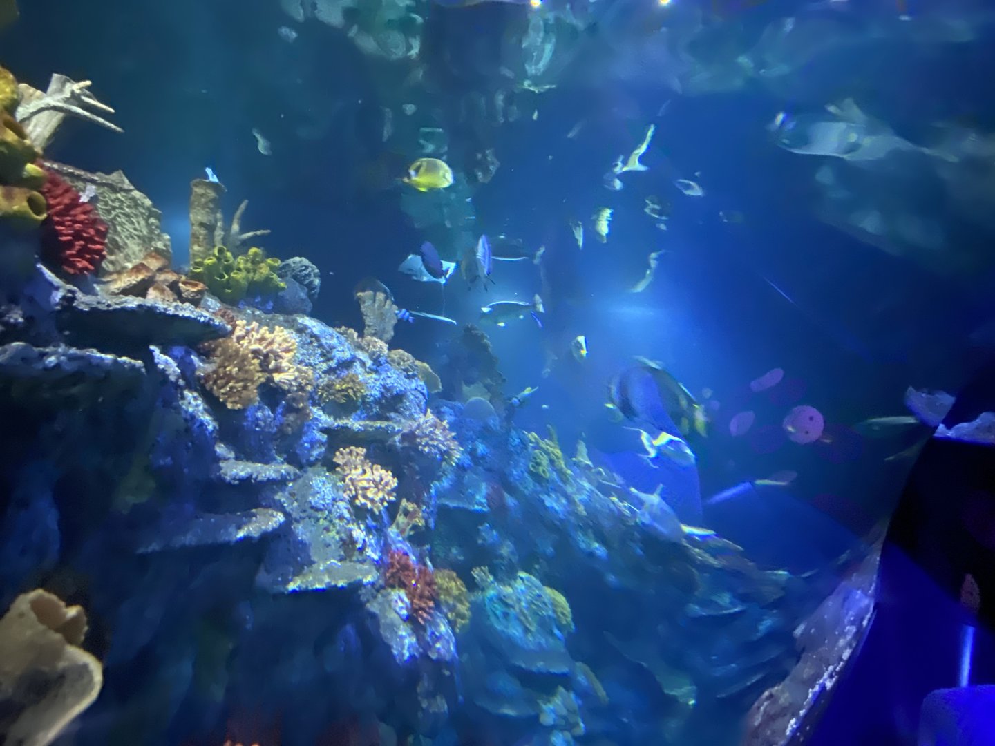 Tropical Seas 110223