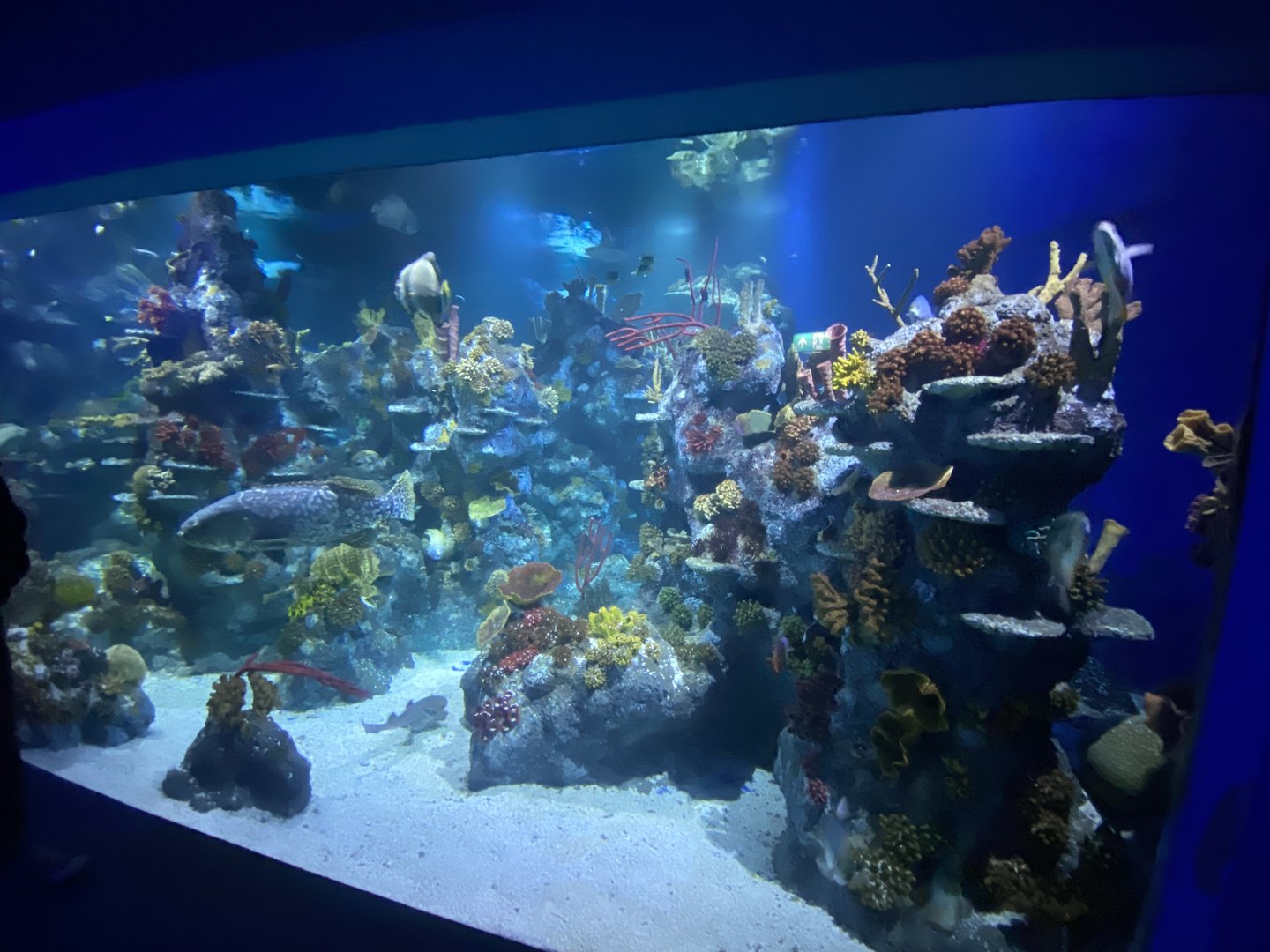 Tropical Seas 110224