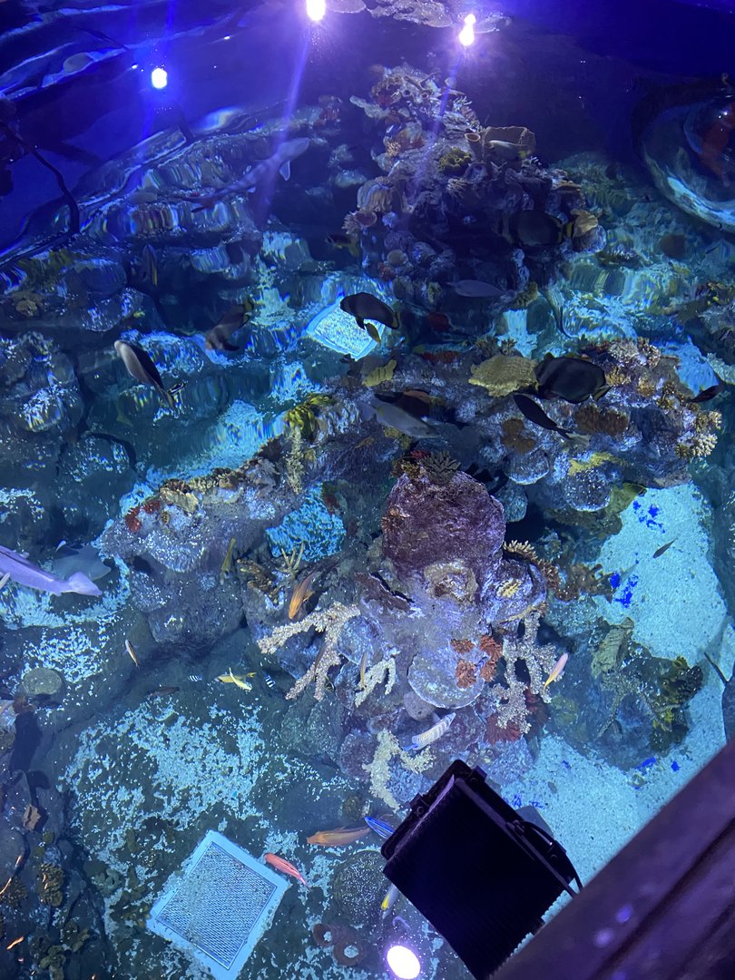 Tropical Seas tank from above 110223