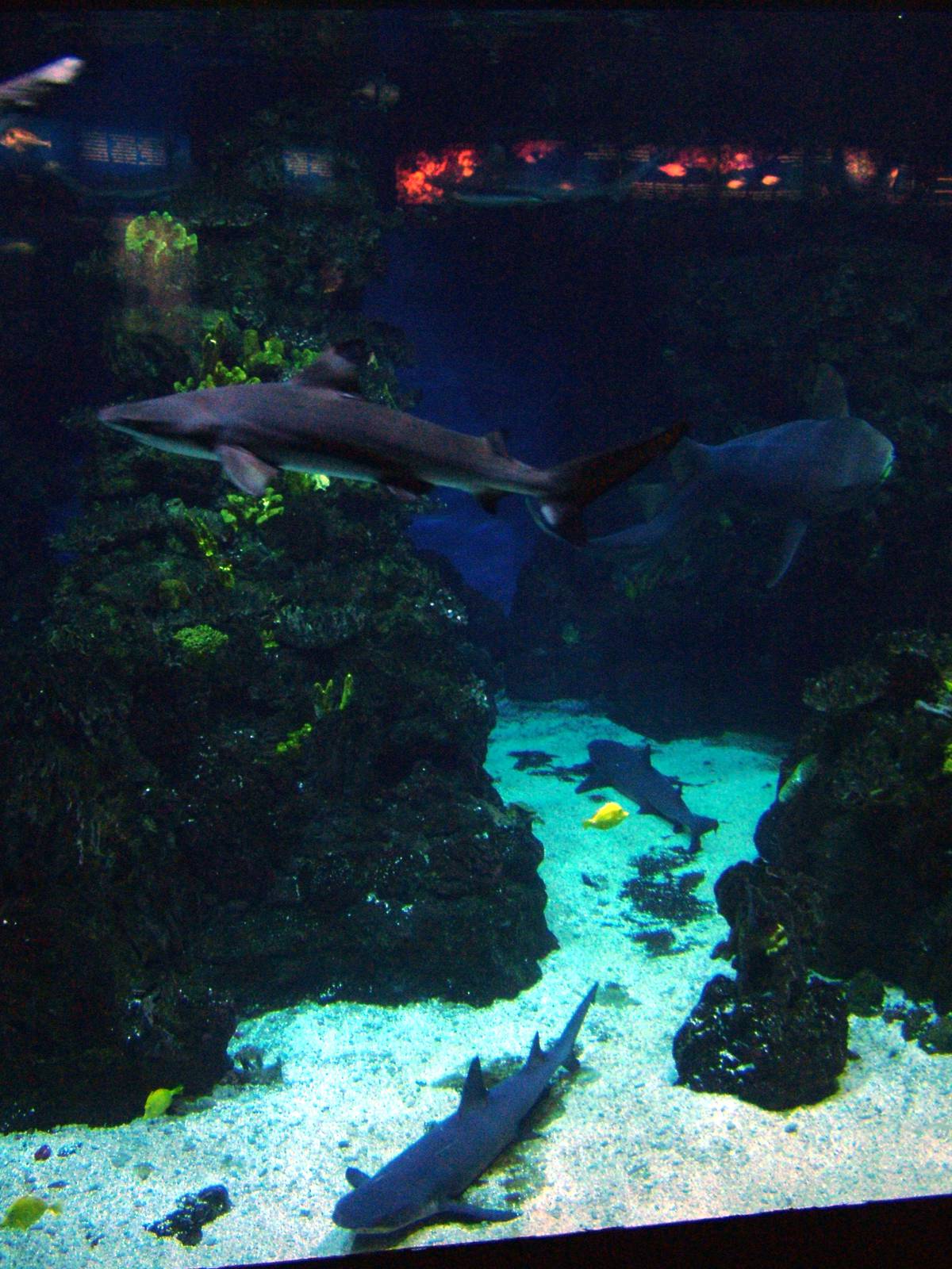Tropical Shark Tank at Barcelona Aquarium, 31/05/11