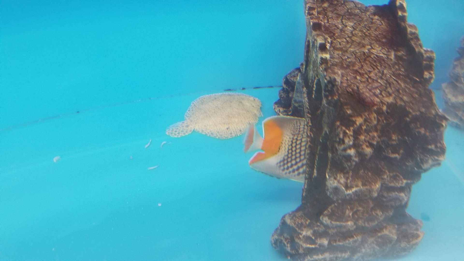 "Tropical sole" and Pearlscale butterfly, "unidentified" and Chaetodon xanthurus