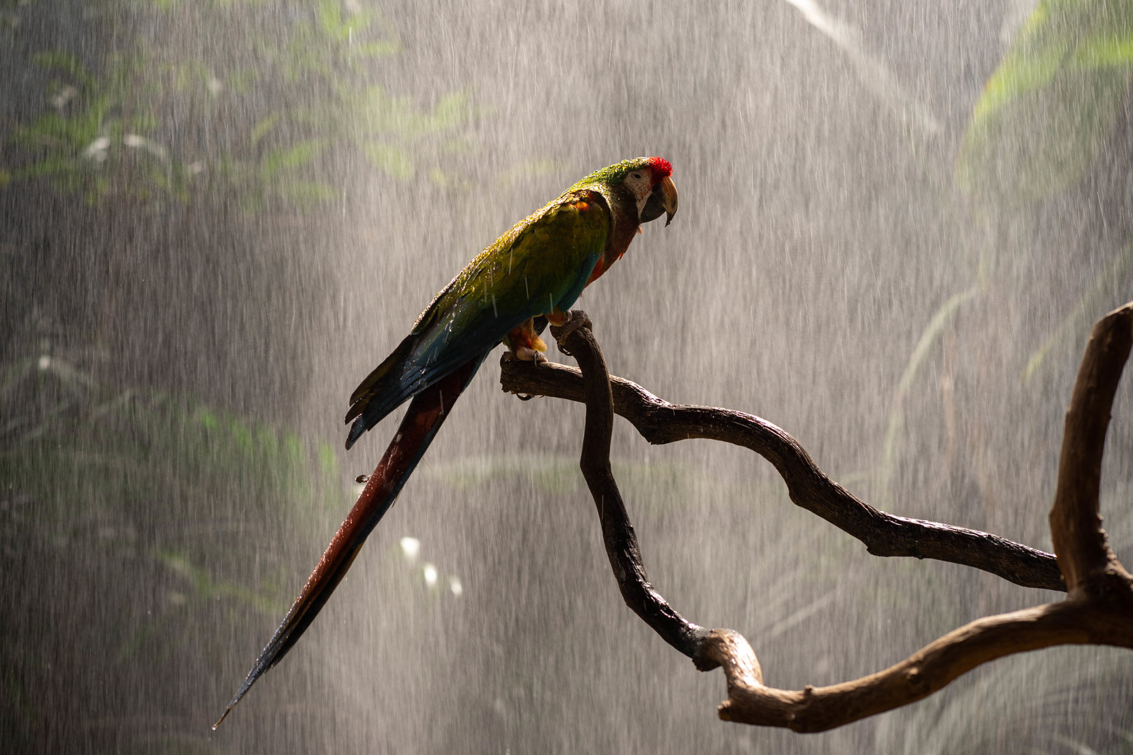 Tropical Storm, La Jungla