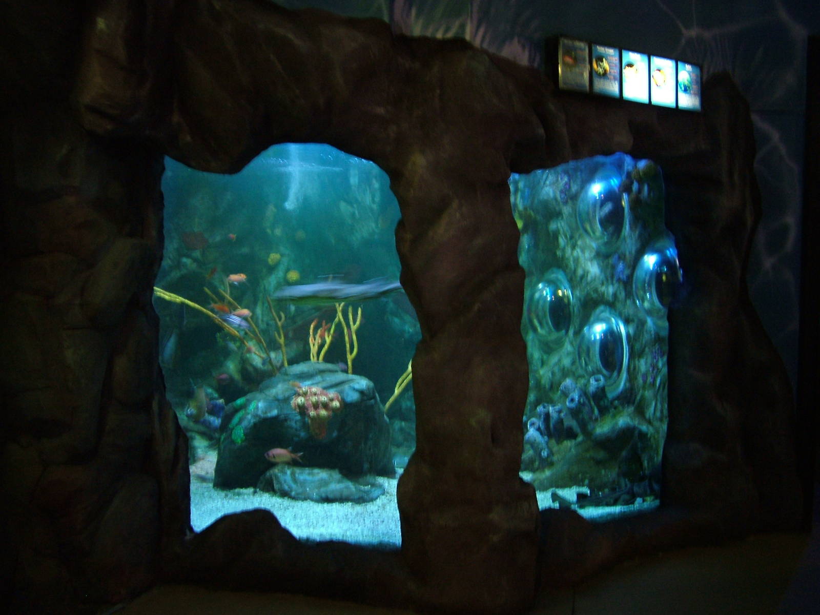 Tropical tank at Blackpool SeaLife Centre 27/03/10