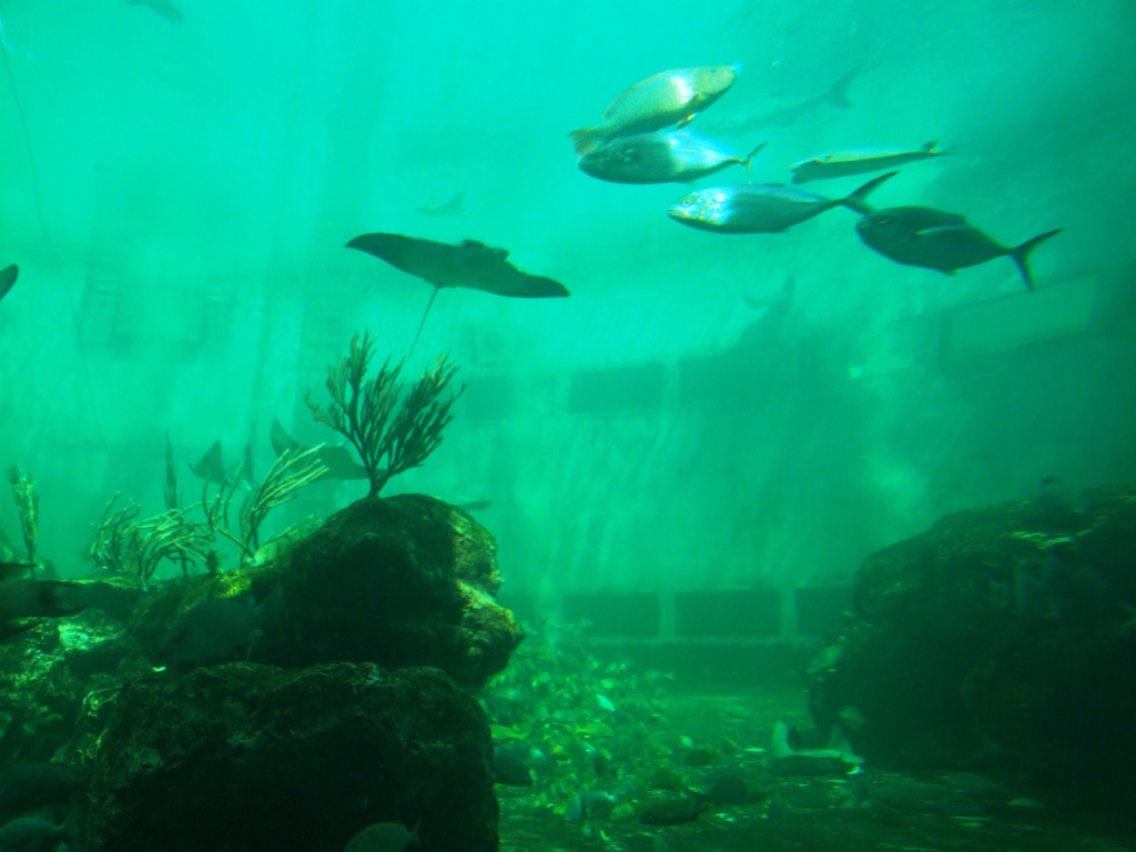 Tropical Tank at Miami Seaquarium, 16/10/13