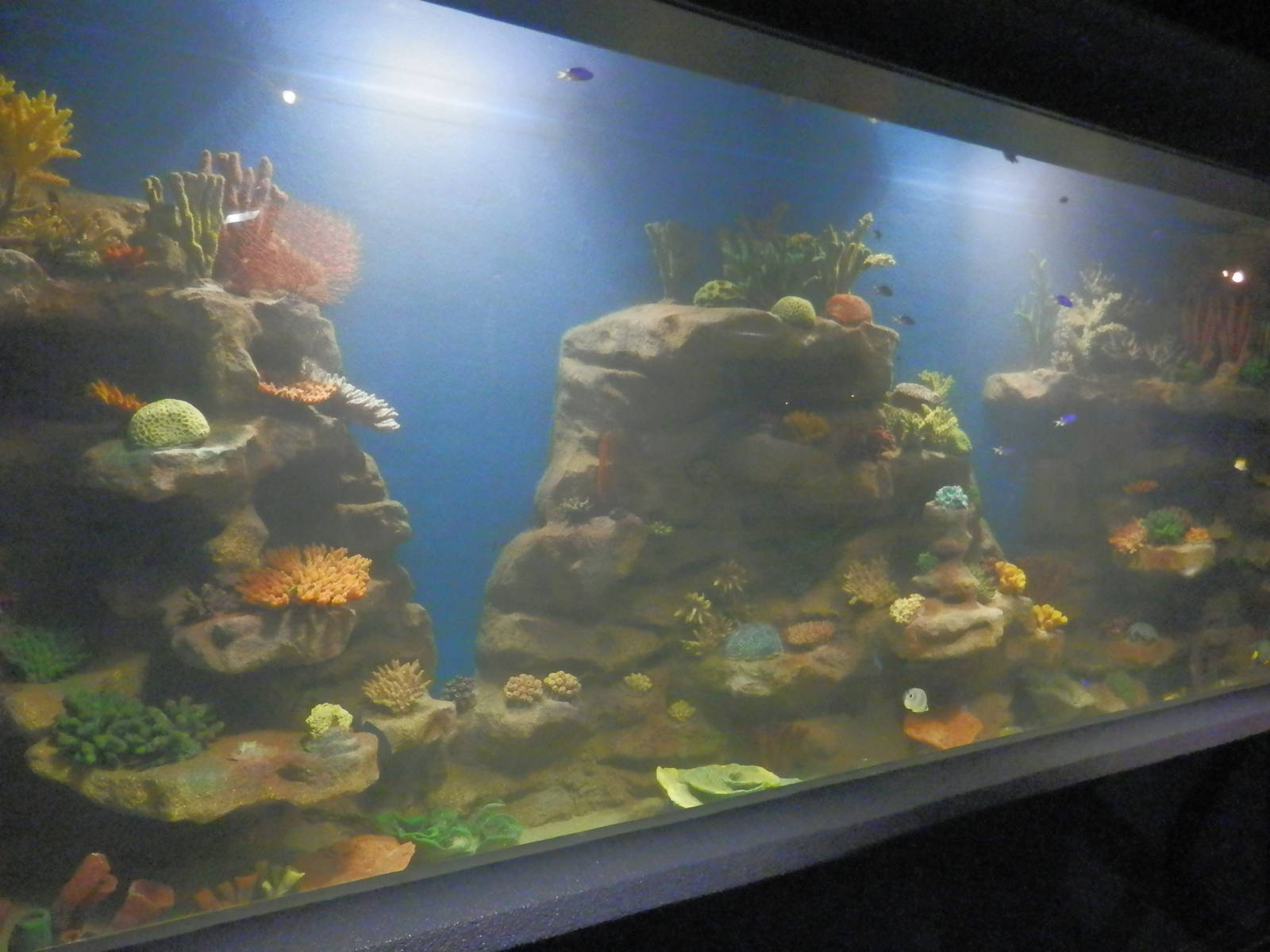 Tropical Tank in Coastal Area