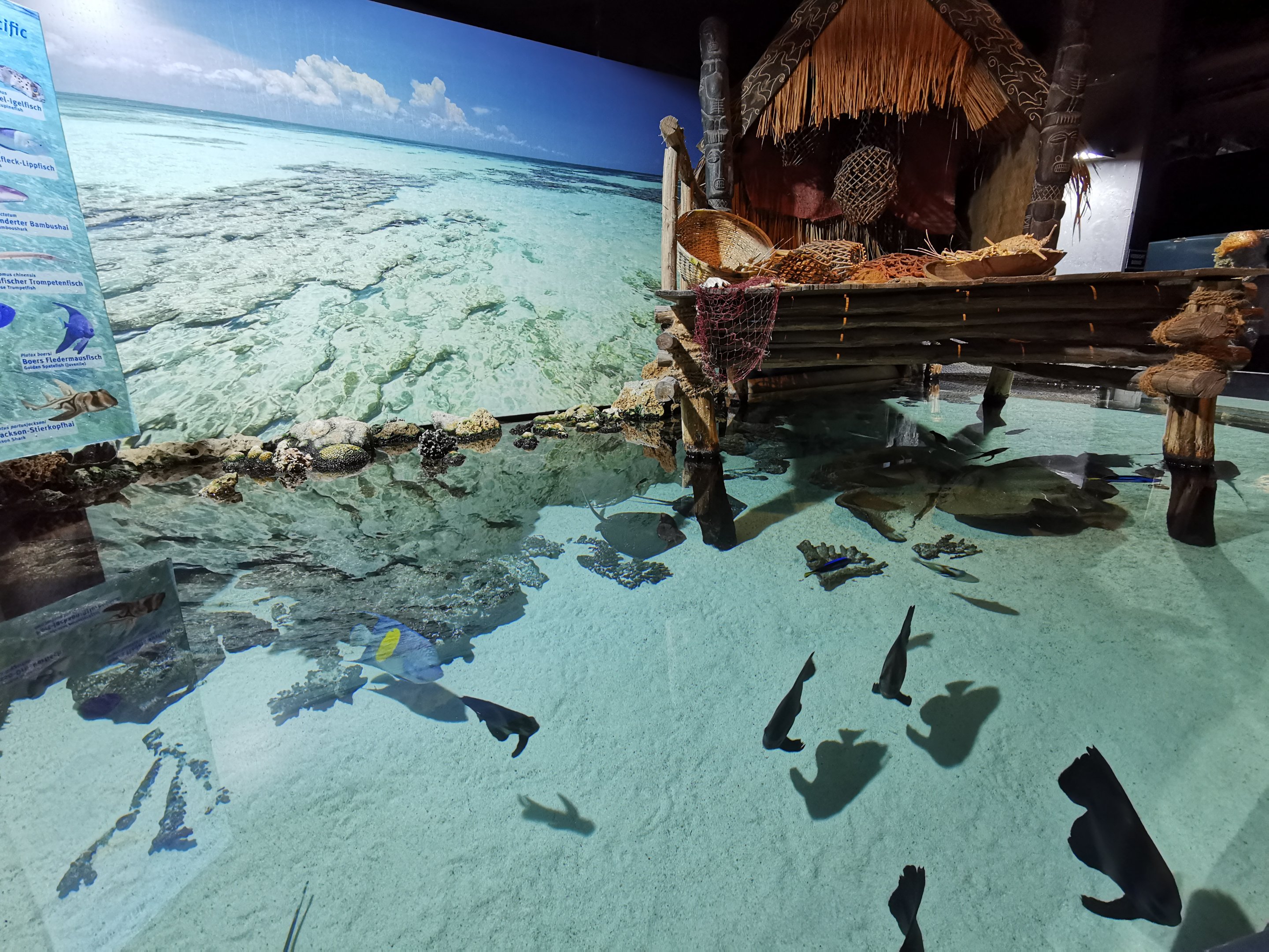 Tropical tank - Tropen-Aquarium