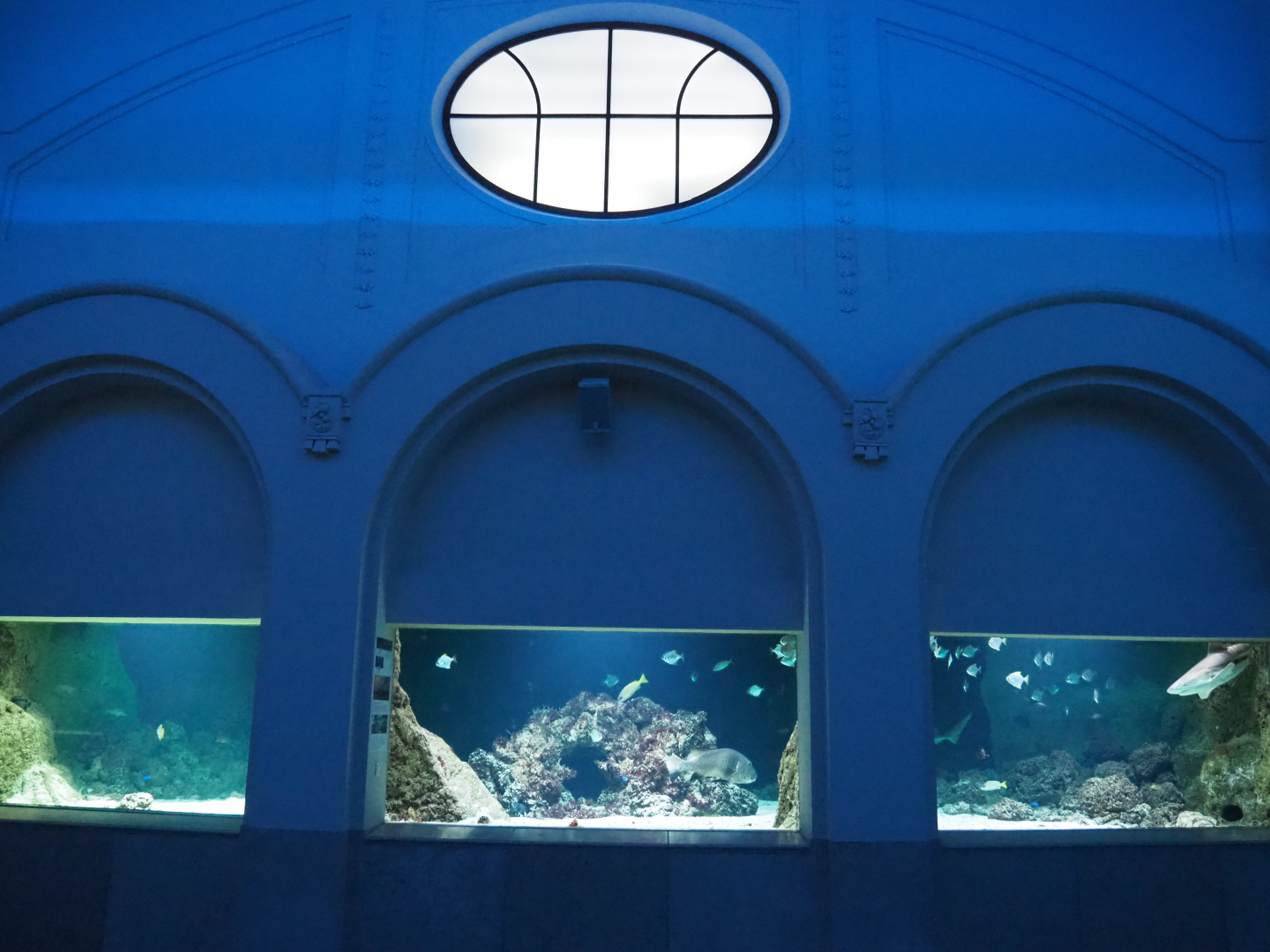 Tropical tank with Elasmobranchs and other fish, 2020-06-28