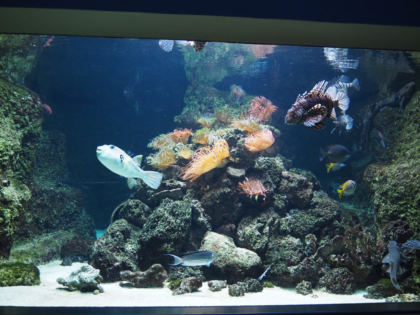 Tropical tank with Red lionfish, pufferfish, sea anemones and others, 2020-09-20
