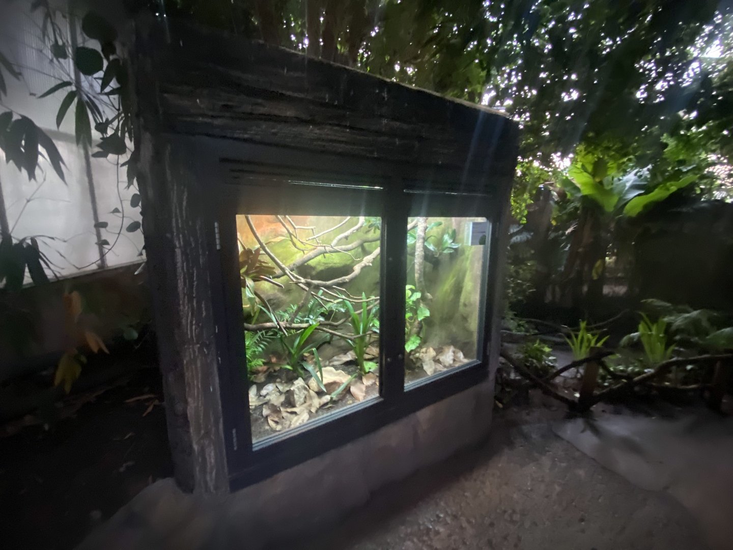 Tropical Trails - Amazon Basin emerald tree boa exhibit 161222