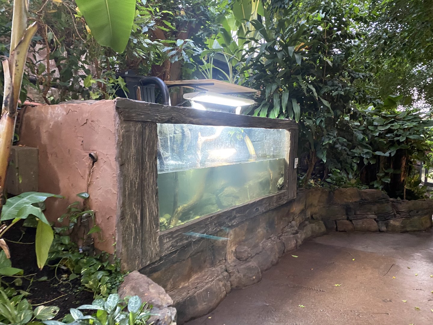 Tropical Trails - Annam leaf turtle exhibit 161222