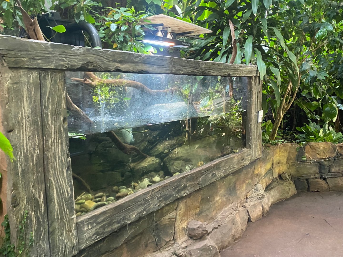 Tropical Trails - Annam leaf turtle exhibit 290923