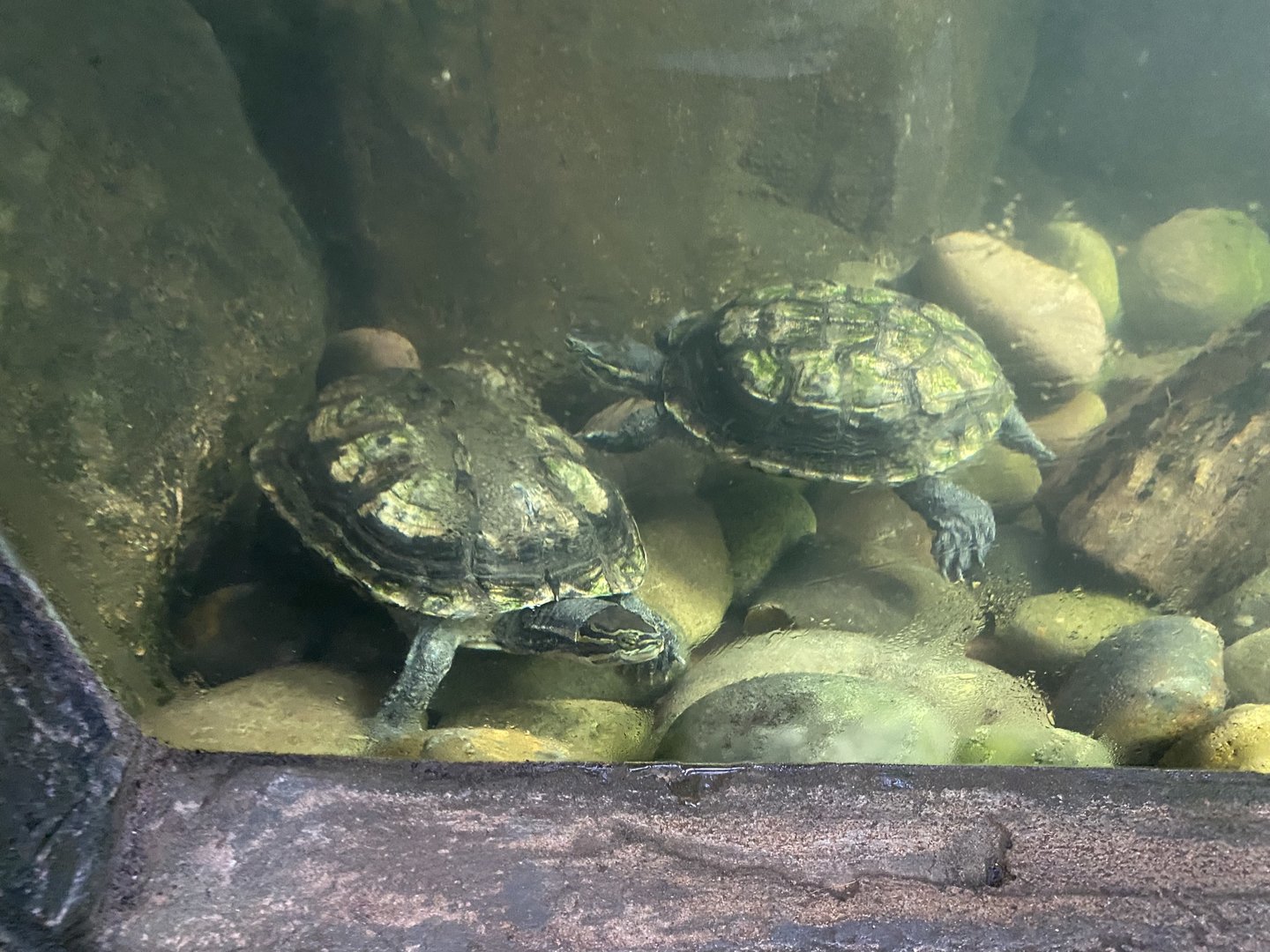 Tropical Trails - Annam leaf turtles 161222