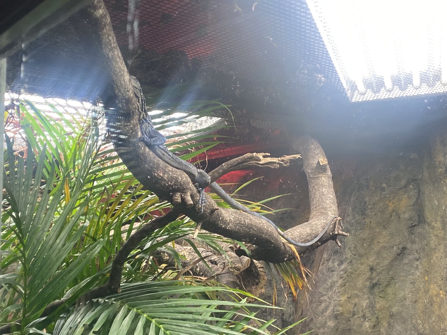 Tropical Trails - Blue-spotted tree monitor 161222