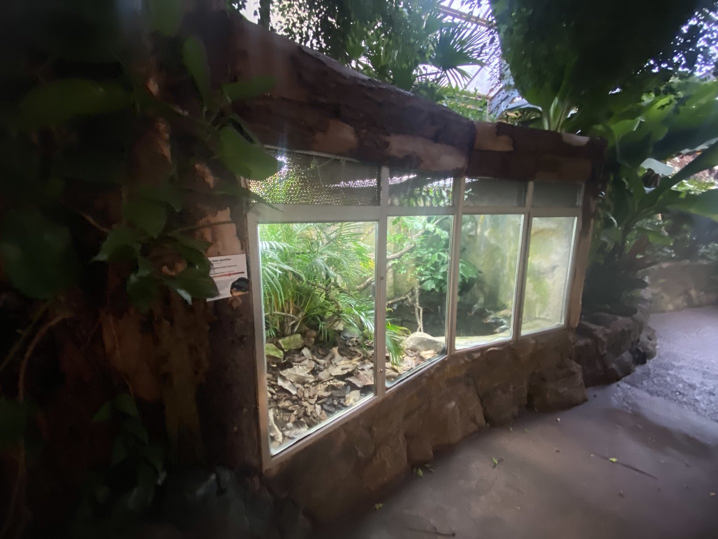 Tropical Trails - Blue-spotted tree monitor exhibit 161222