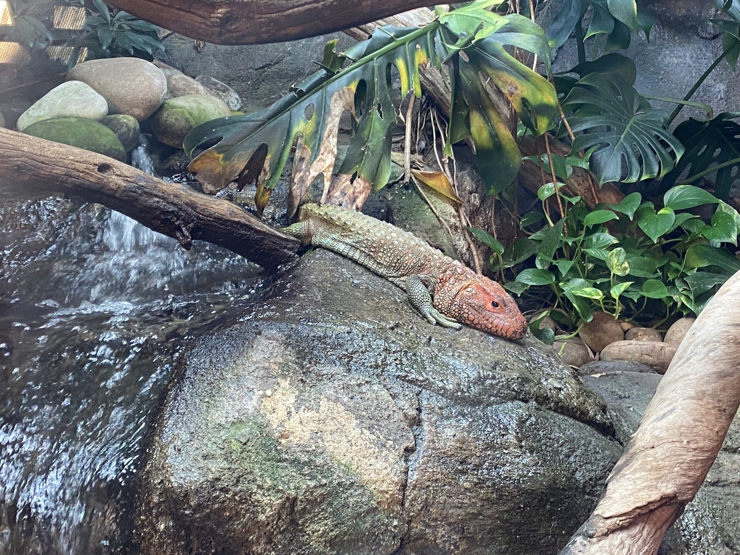 Tropical Trails - Caiman lizard 161222