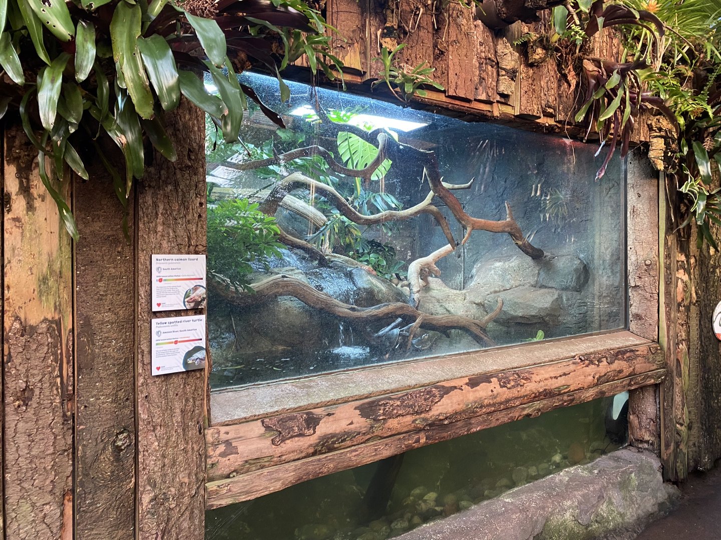 Tropical Trails - Caiman lizard and Yellow-spotted Amazon river turtle exhibit 161222