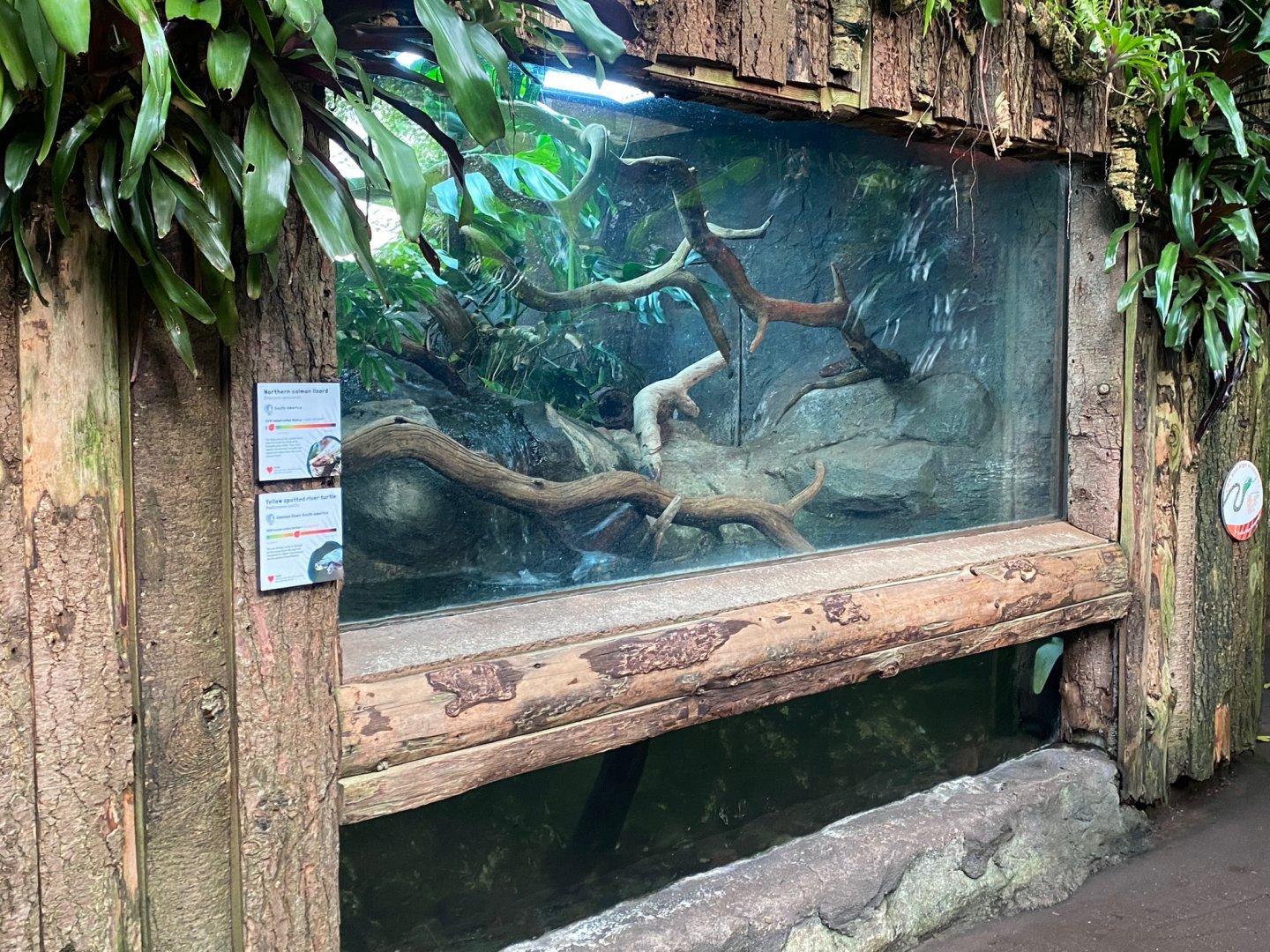 Tropical Trails - Caiman lizard/Yellow-Spotted Amazon river turtle exhibit 290923