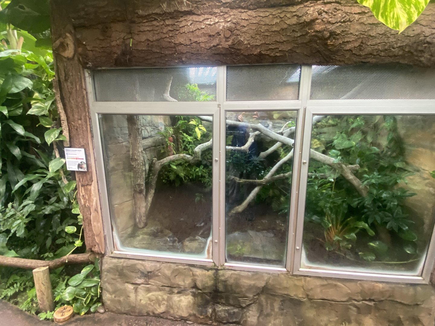 Tropical Trails - Chinese crocodile lizard exhibit 030925