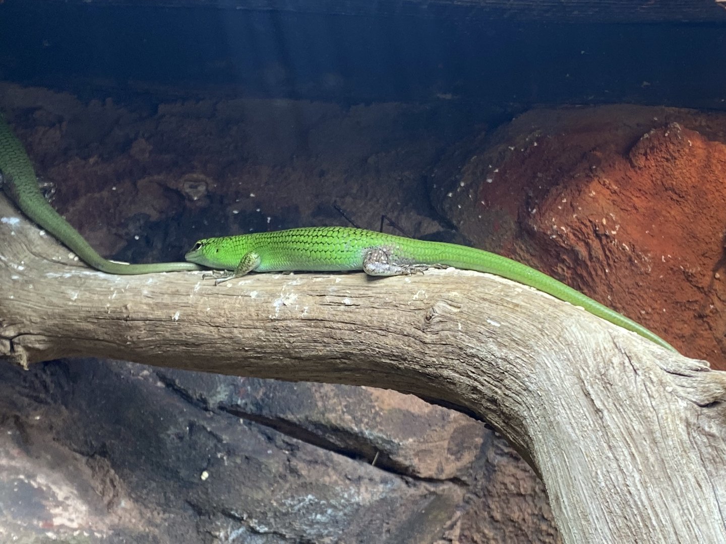 Tropical Trails - Emerald skink 161222