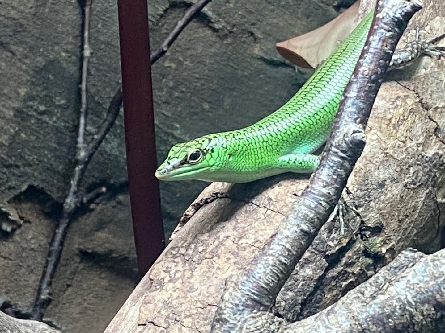 Tropical Trails - Emerald skink 290923