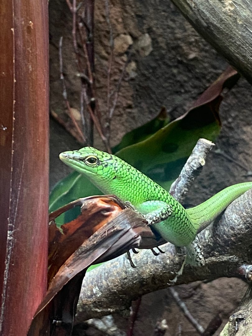 Tropical Trails - Emerald skink 290923