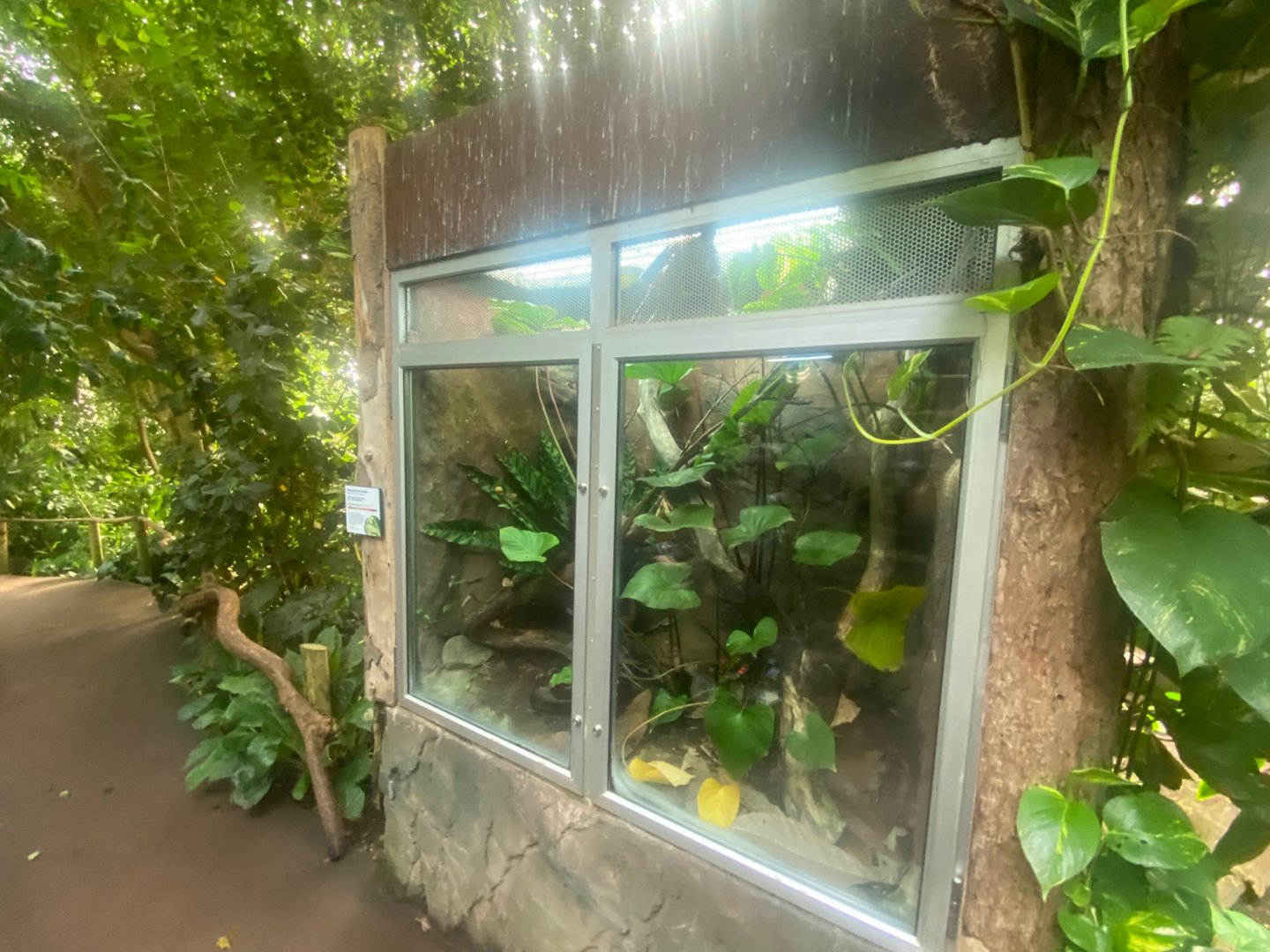 Tropical Trails - Emerald skink exhibit 290923