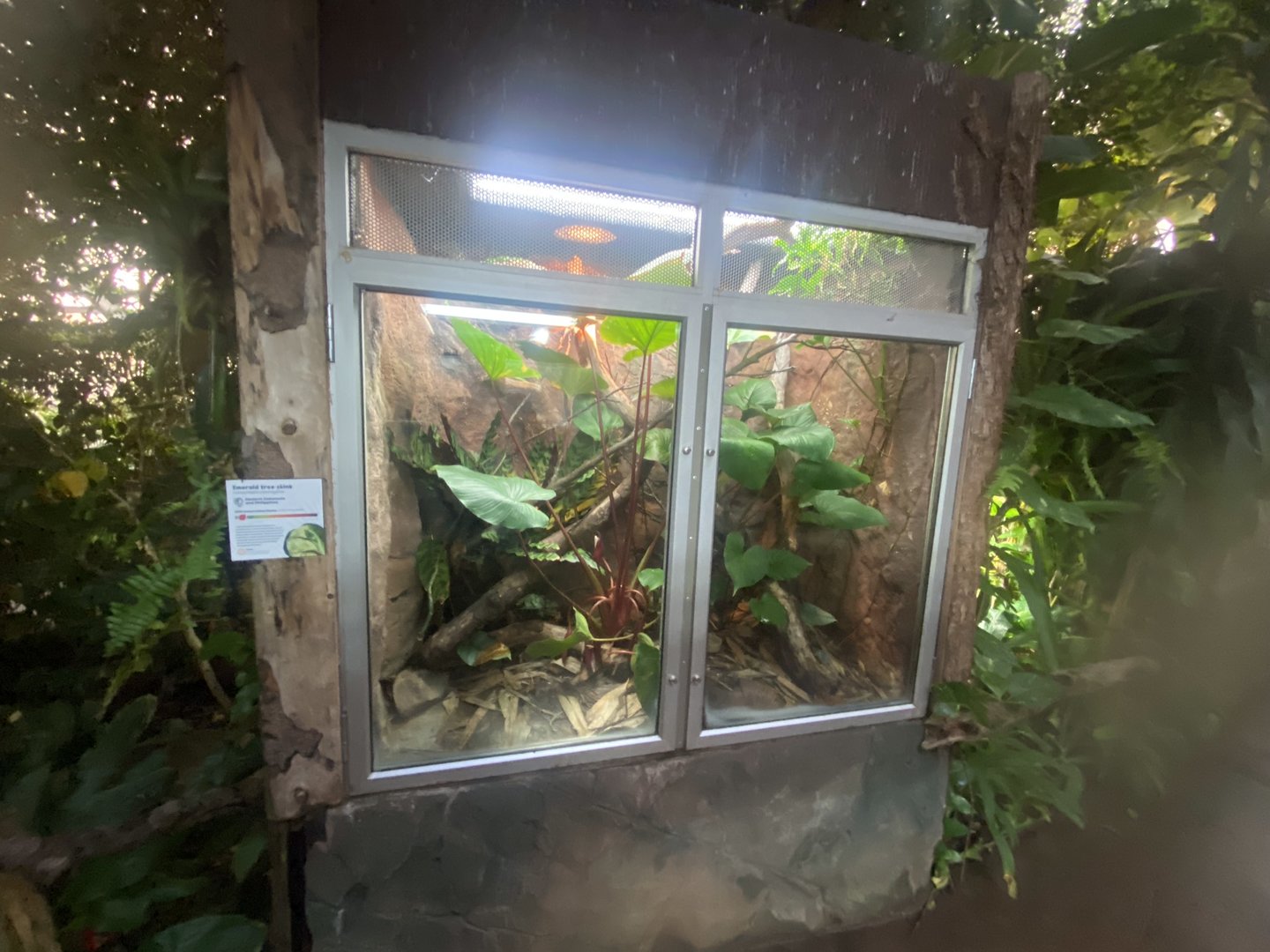 Tropical Trails - Emerald skinks exhibit 161222