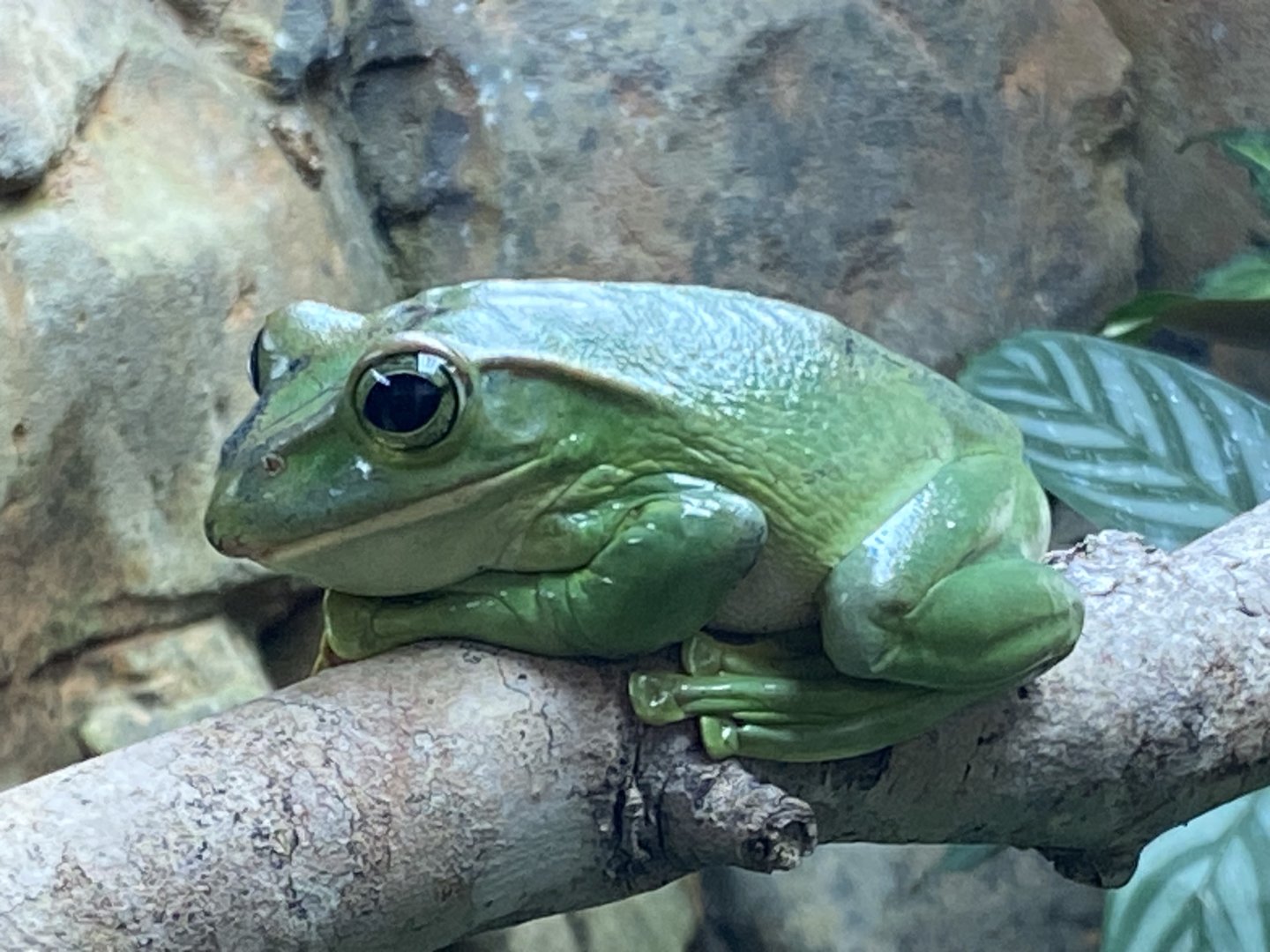 Tropical Trails - Fea’s treefrog 161222