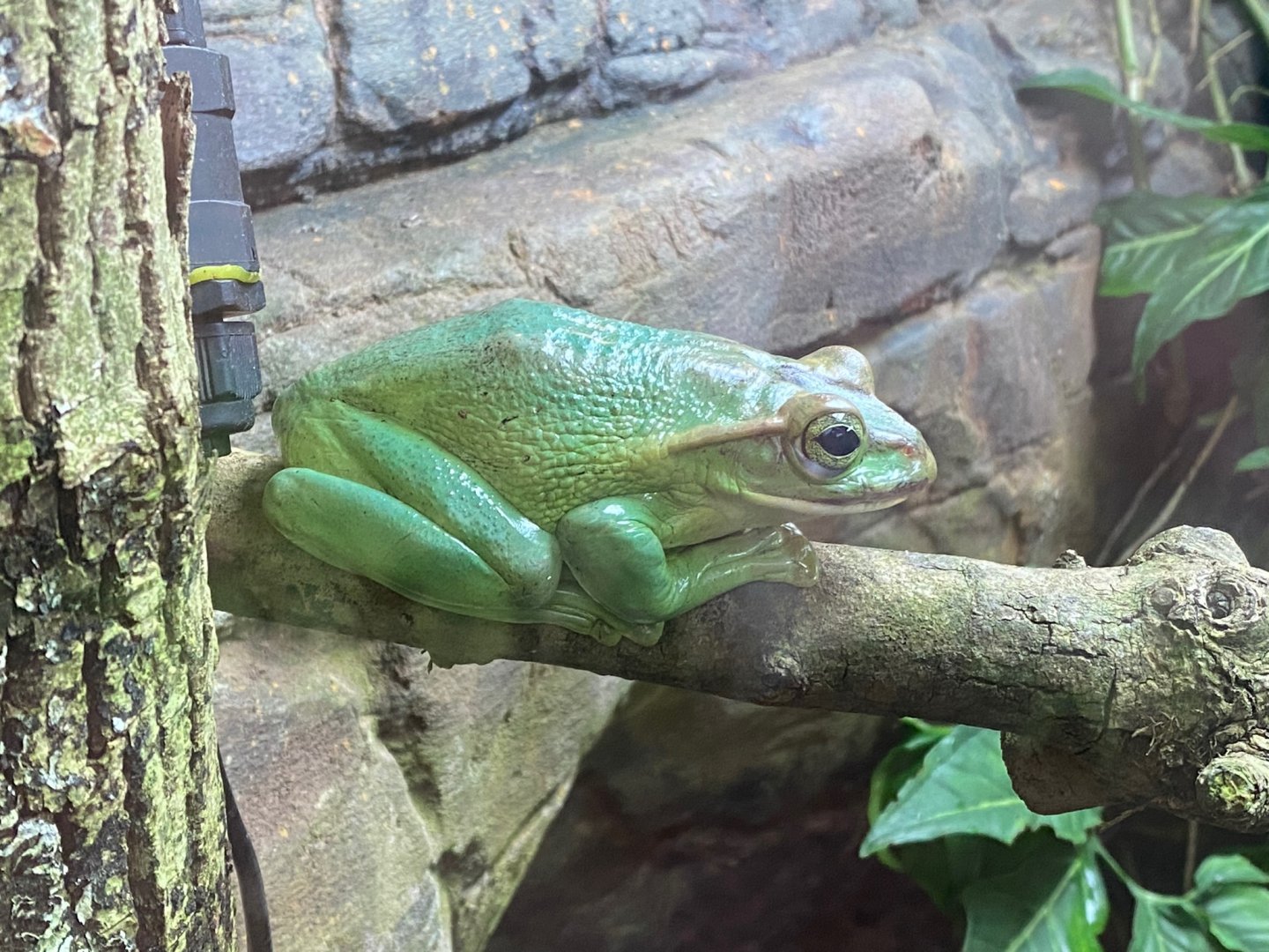 Tropical Trails - Fea’s treefrog 290923