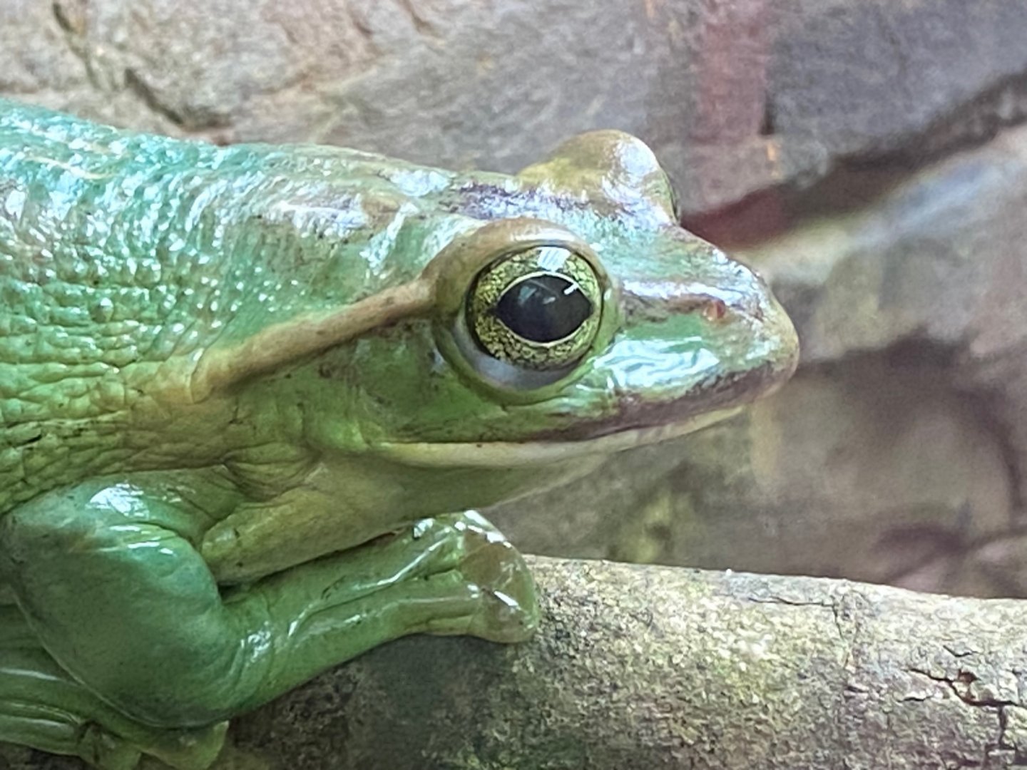 Tropical Trails - Fea’s treefrog 290923