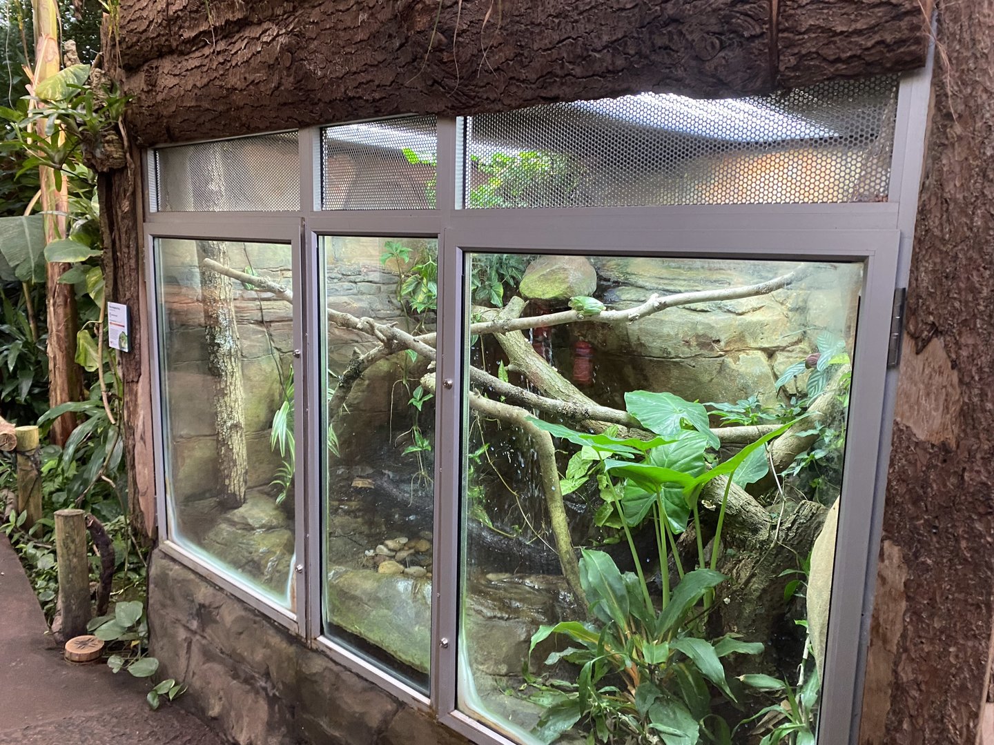 Tropical Trails - Fea’s treefrog exhibit 161222