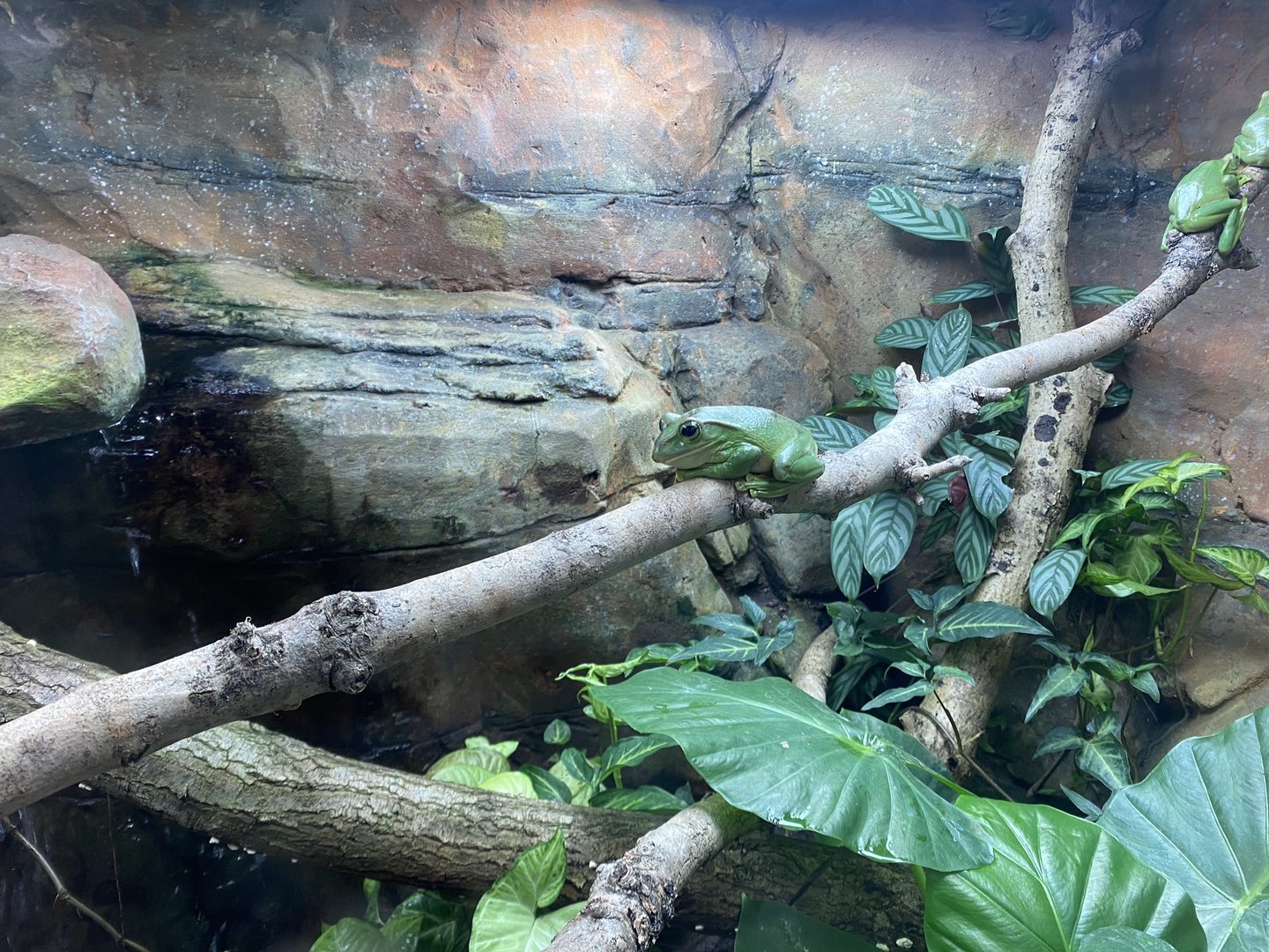 Tropical Trails - Fea’s treefrog exhibit 161222