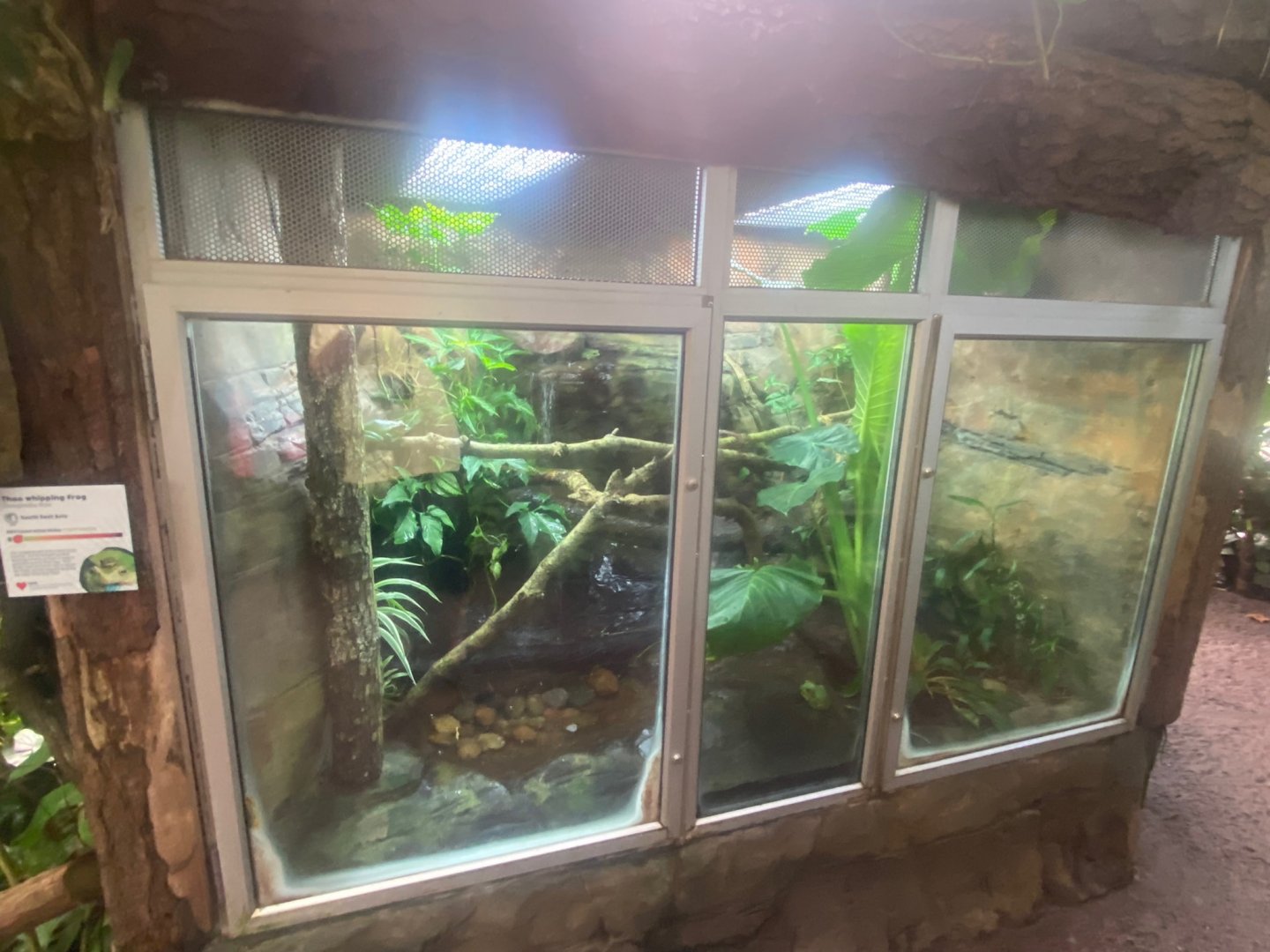 Tropical Trails- Fea’s treefrog exhibit 290923