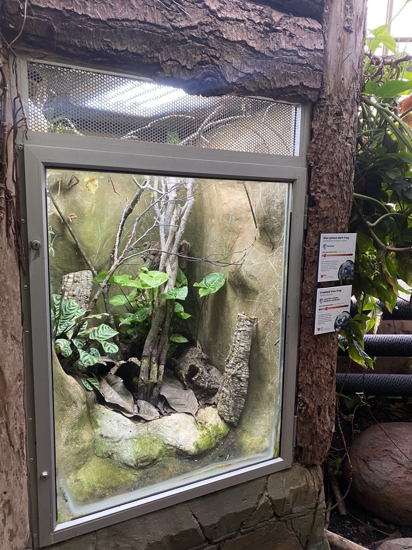 Tropical Trails - frog exhibit 161222