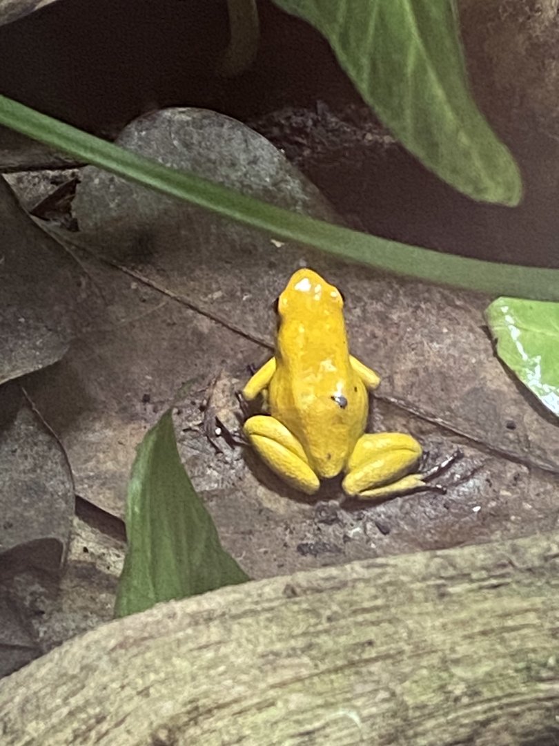 Tropical Trails - Golden poison frog 161222