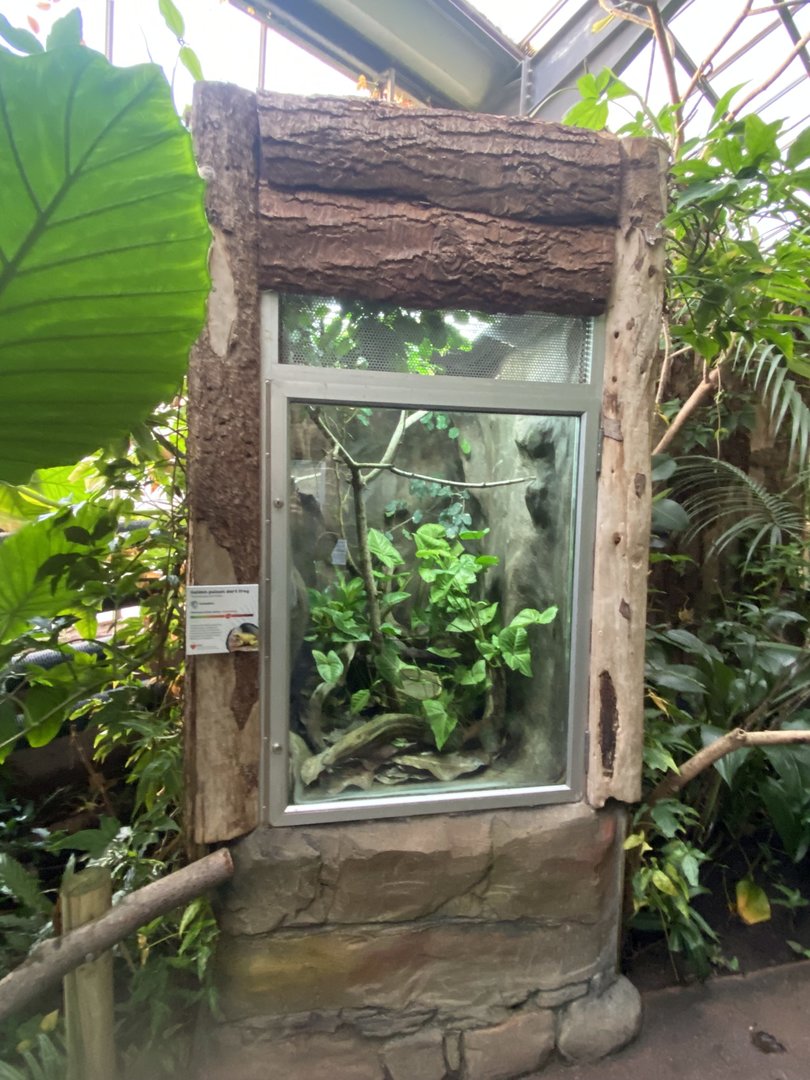 Tropical Trails - Golden poison frog exhibit 161222