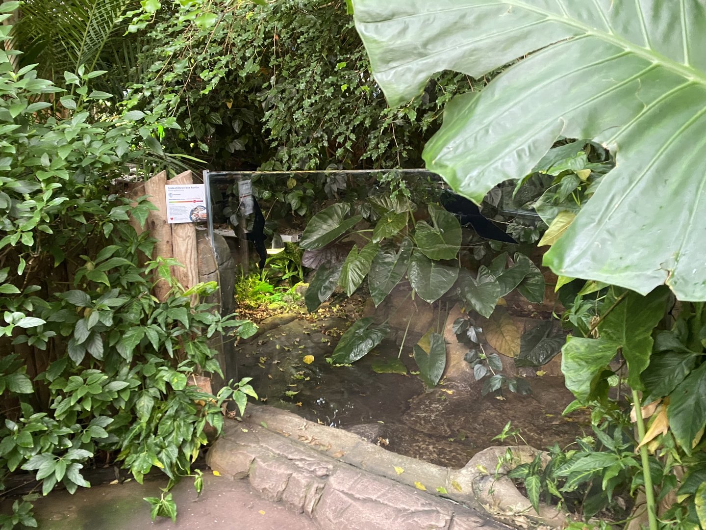 Tropical Trails - Indochinese box turtle exhibit 161222