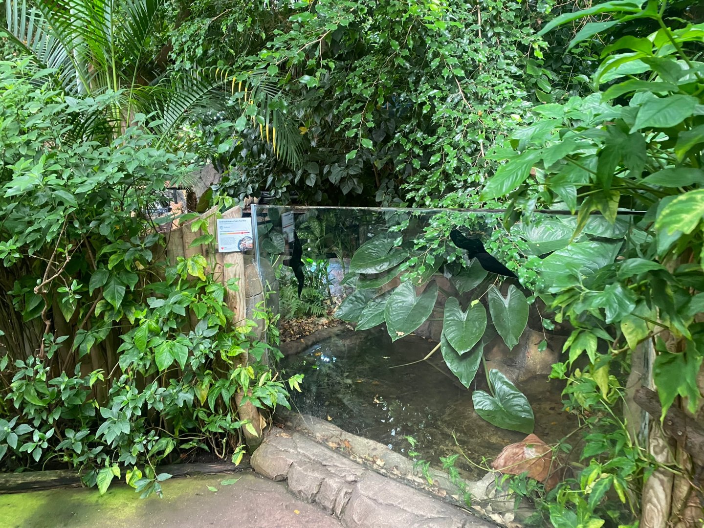 Tropical Trails - Indochinese box turtle exhibit 290923